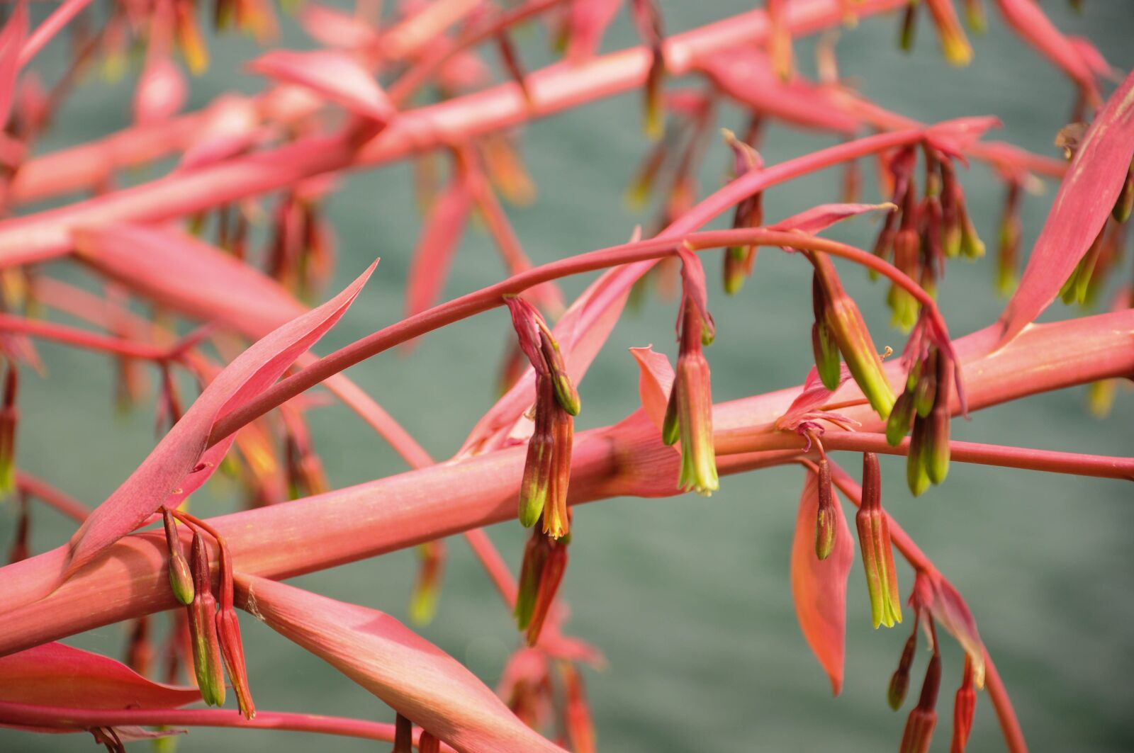 Nikon D90 sample photo. Plants, red, nature photography