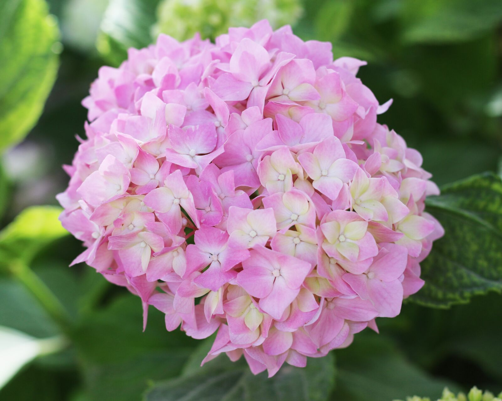 Canon EOS 700D (EOS Rebel T5i / EOS Kiss X7i) sample photo. Pale pink, pink, pink photography