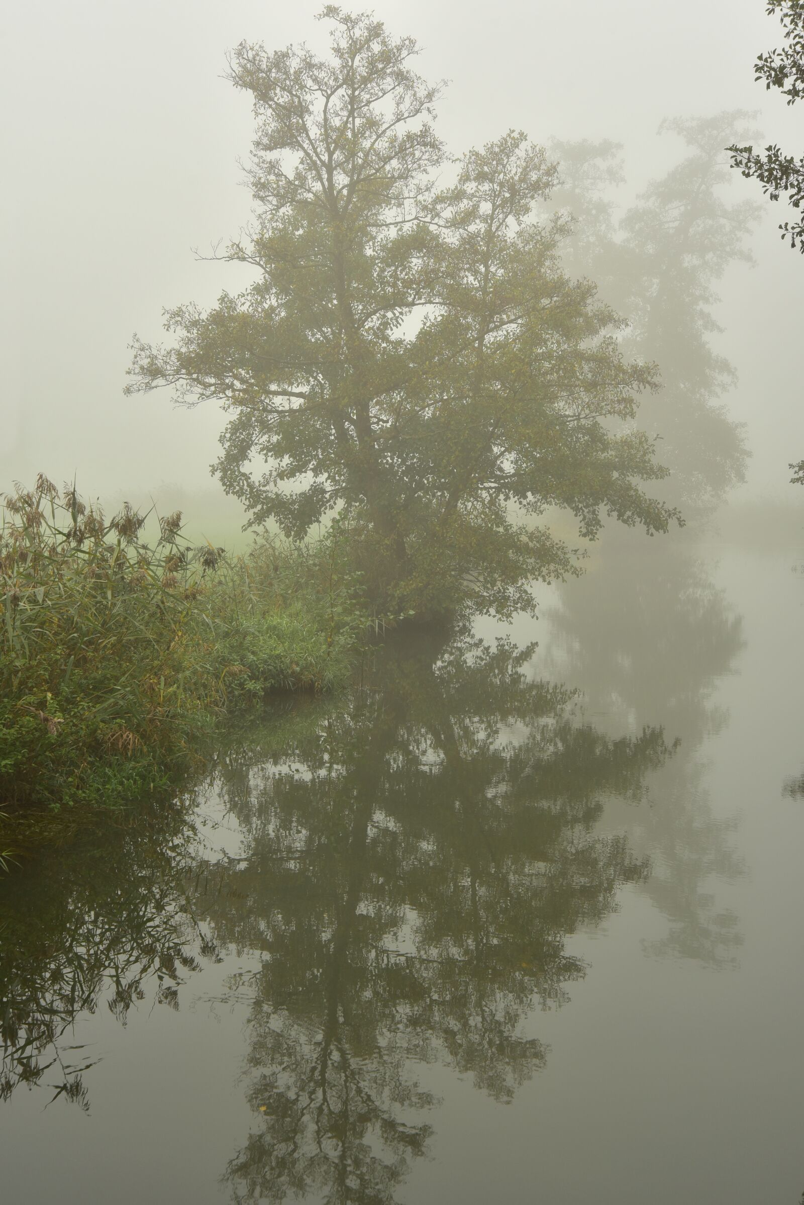 Nikon D750 sample photo. Fog, river, bach photography