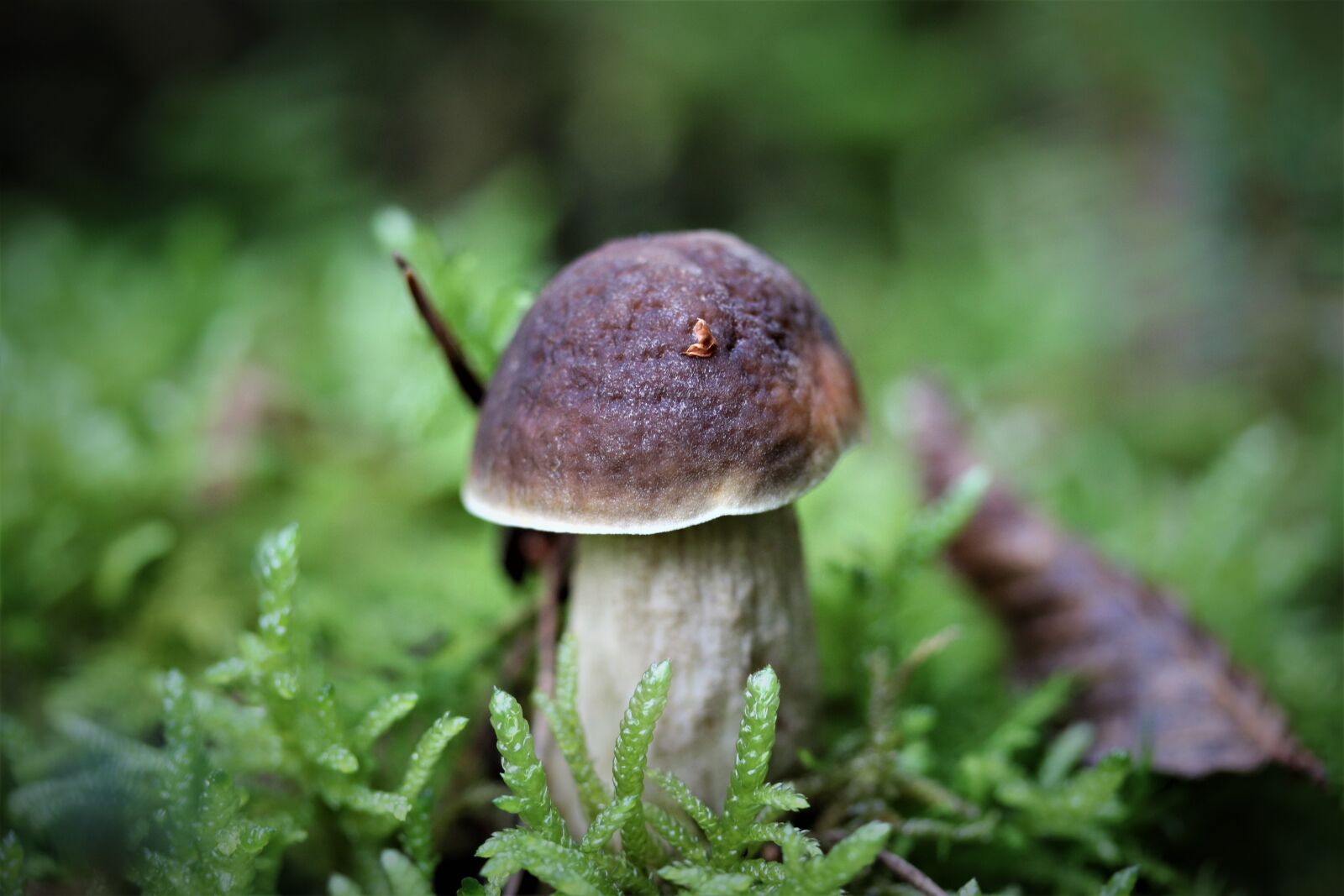 Canon EF-S 60mm F2.8 Macro USM sample photo. Mushroom, forest, moss photography