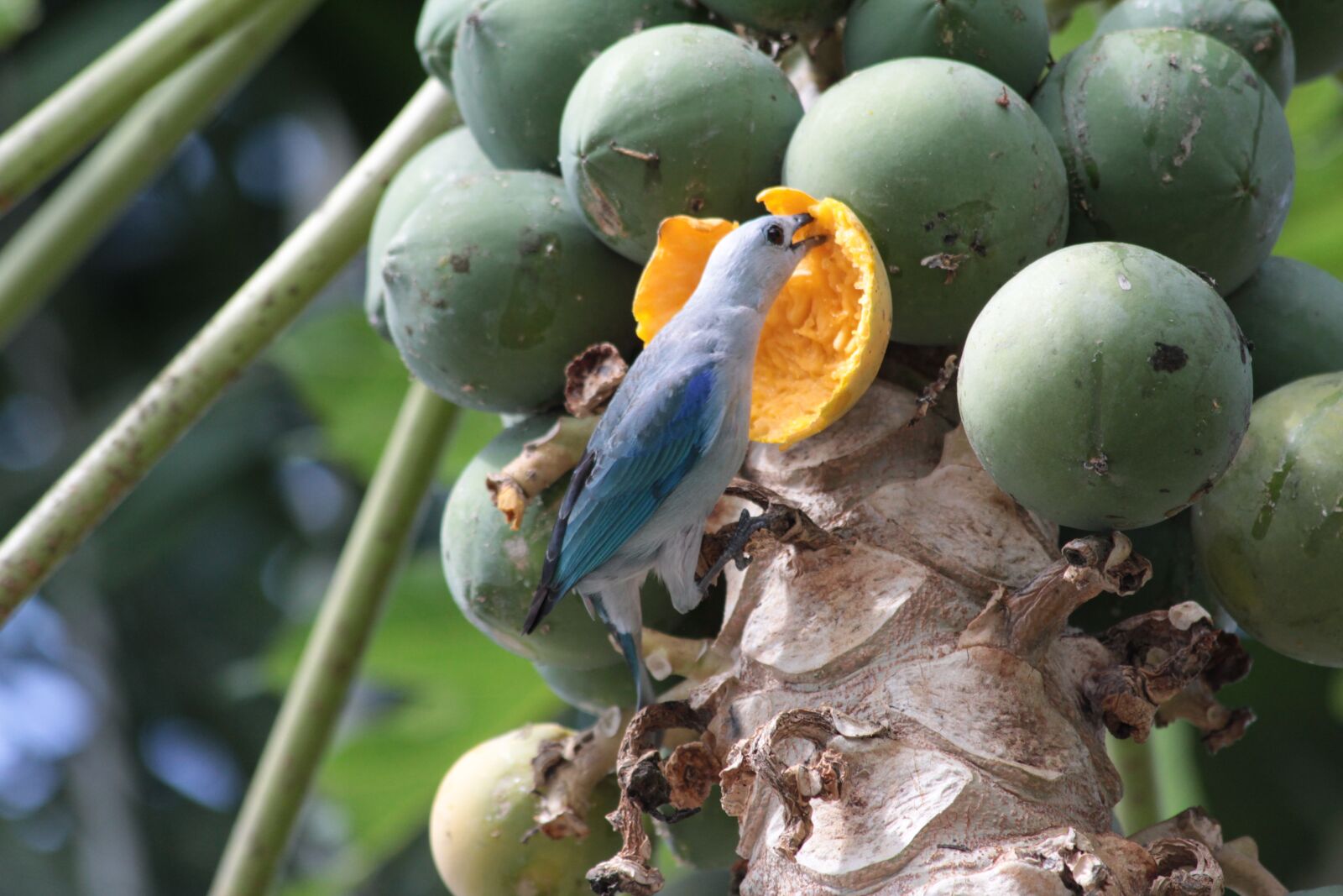 Canon EF 70-300mm F4-5.6 IS USM sample photo. Fruit, food, nature photography