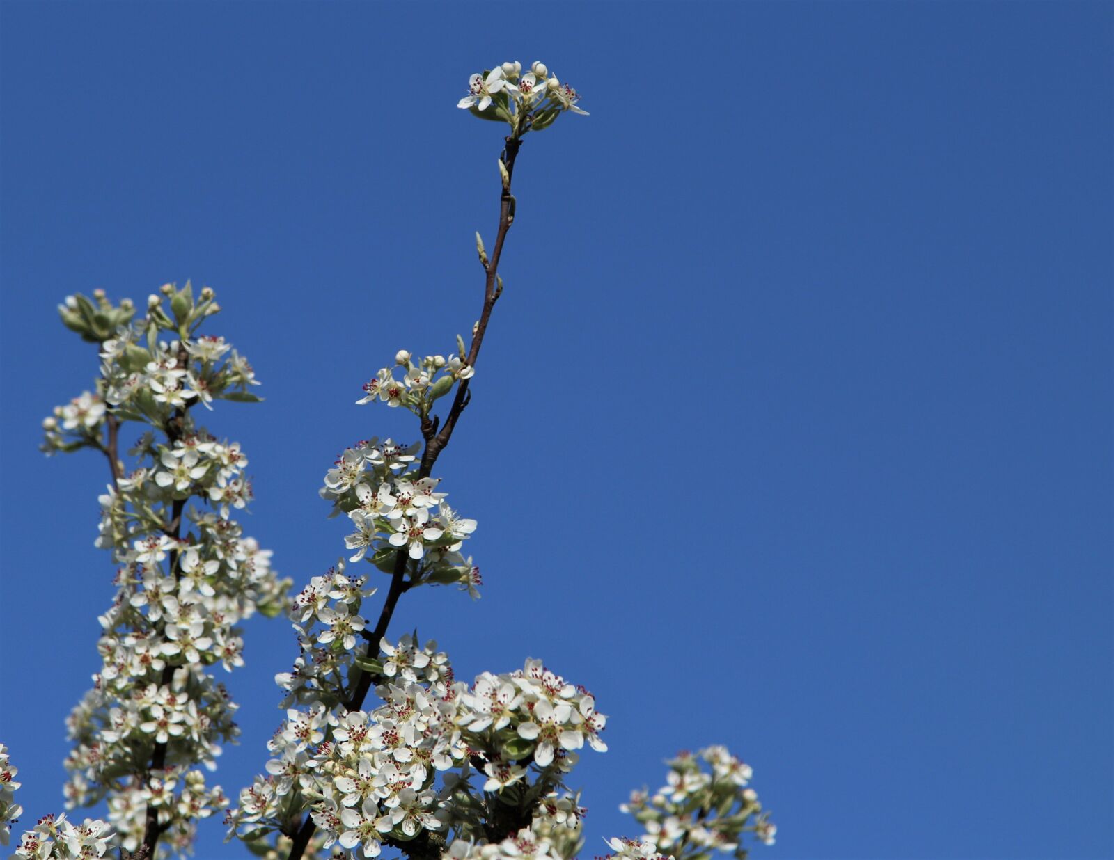 Canon EOS 1300D (EOS Rebel T6 / EOS Kiss X80) sample photo. Tree, flower, flora photography