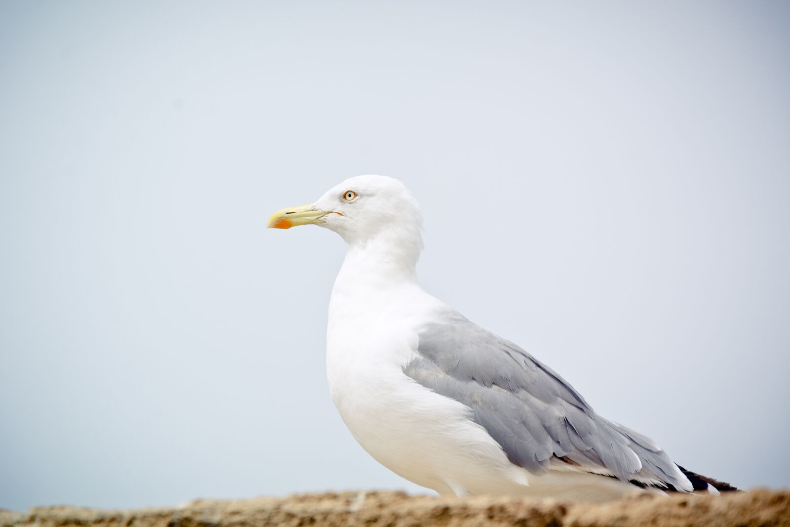 Nikon D7100 sample photo. Seagull, yellow-legged gull, bird photography