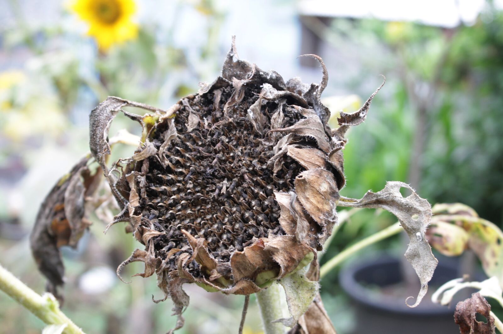 Canon EOS 1100D (EOS Rebel T3 / EOS Kiss X50) sample photo. Dried sunflower, dry flower photography