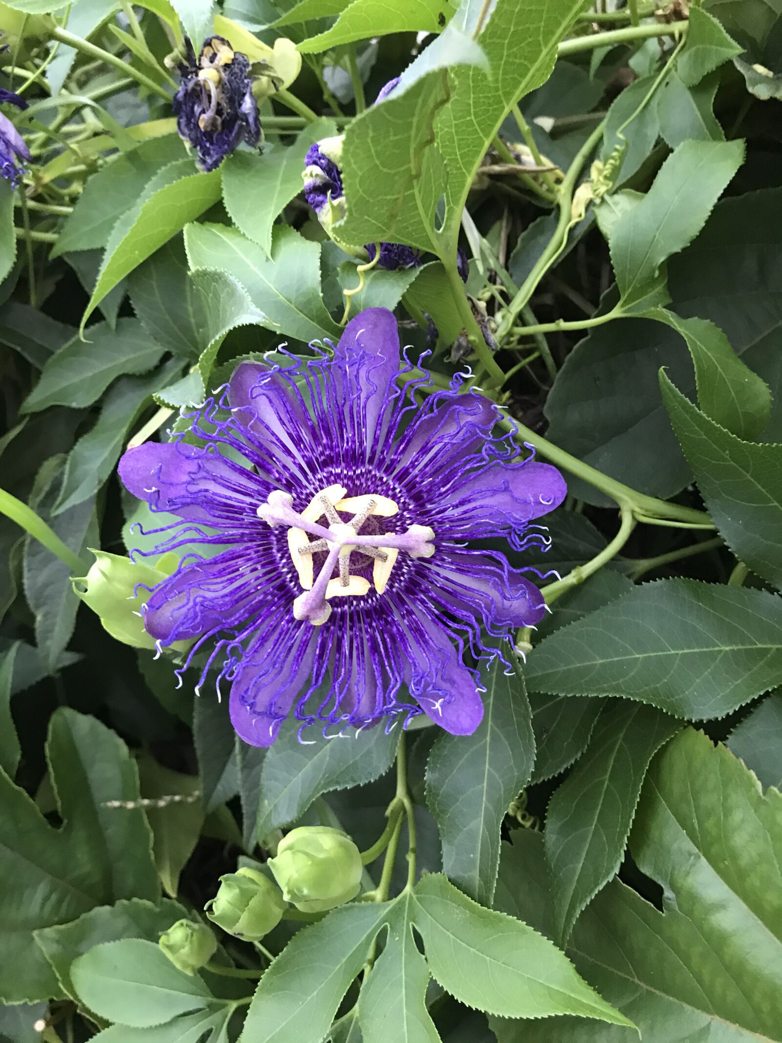 iPhone 7 Plus back dual camera 3.99mm f/1.8 sample photo. Passion flower, vines, flower photography