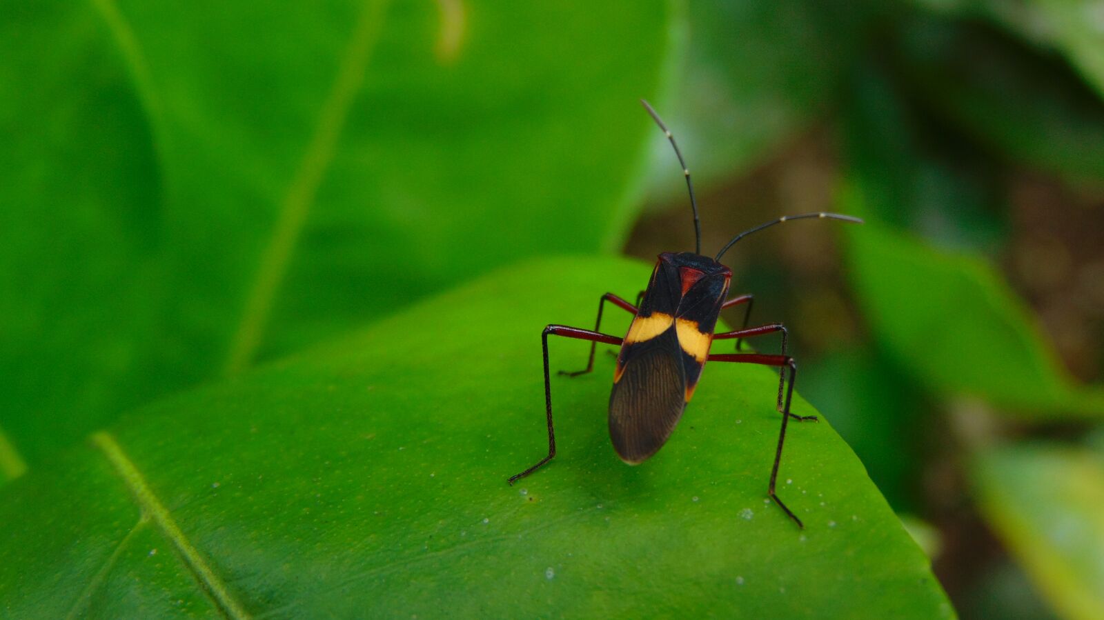Sony Cyber-shot DSC-H300 sample photo. Insect, animals, leaf photography