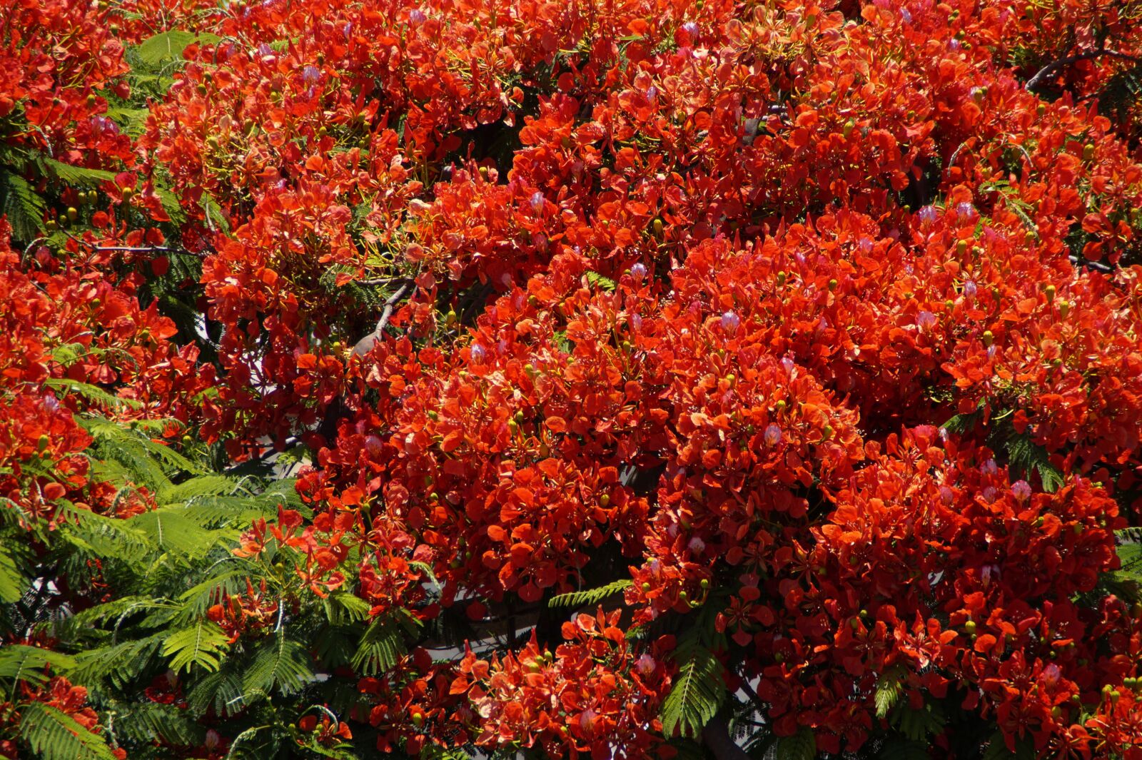 Sony SLT-A58 sample photo. Flamboyant, flourishing tree, flowers photography