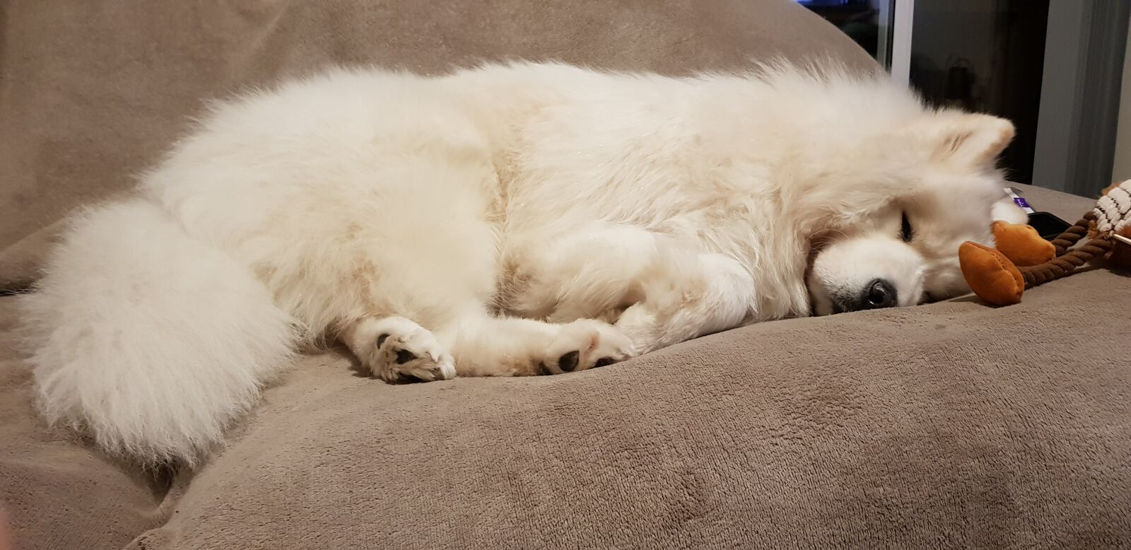 Samsung Galaxy S8 sample photo. Samoyed, sleep, peaceful photography
