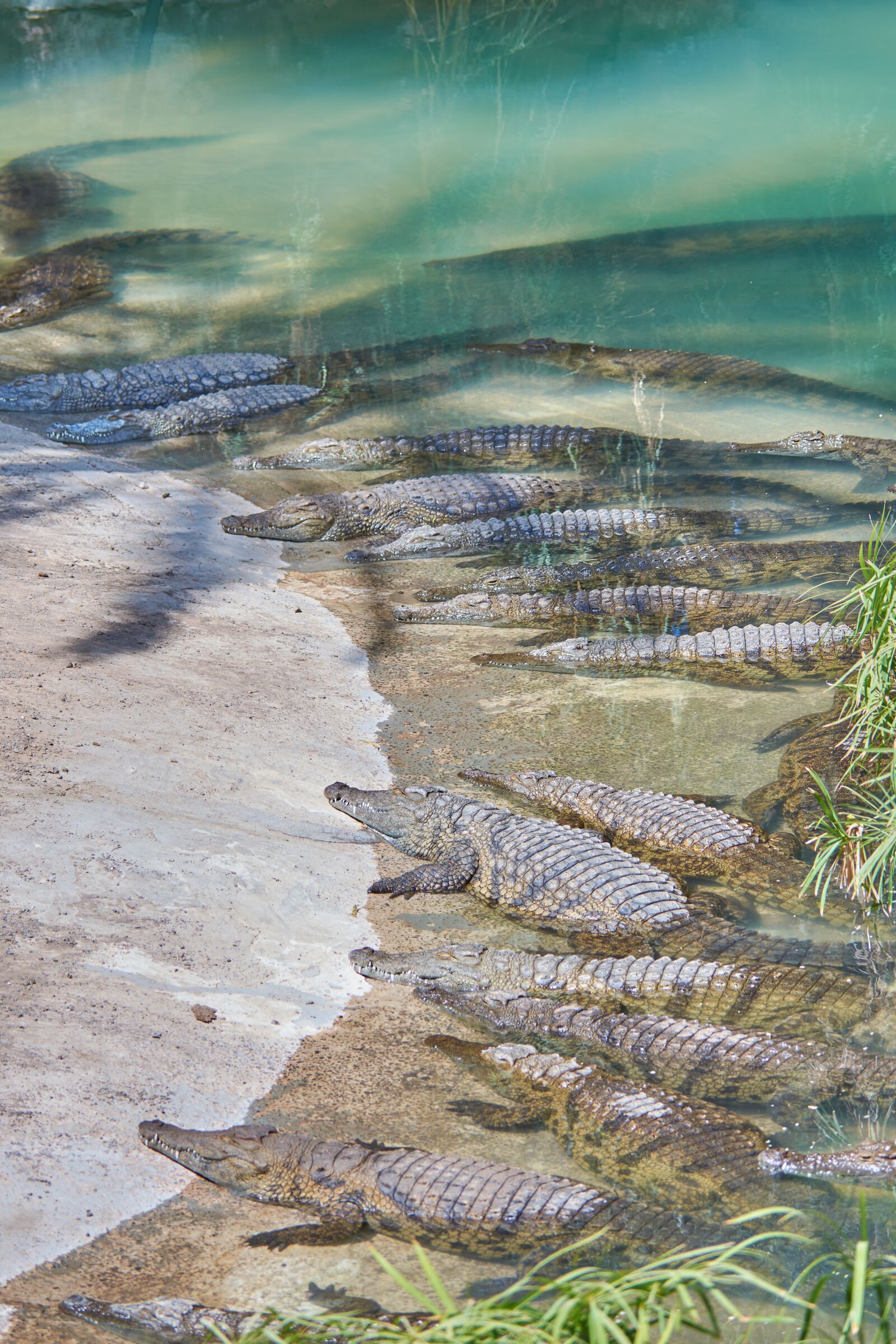Nikon D7200 sample photo. Crocodile, alligator, dangerous photography
