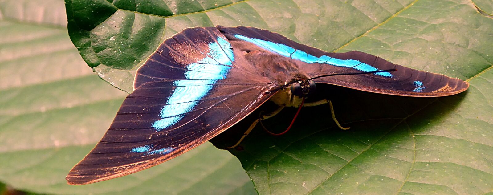 Panasonic Lumix DMC-ZS50 (Lumix DMC-TZ70) sample photo. Insect, butterfly, lepidoptera photography