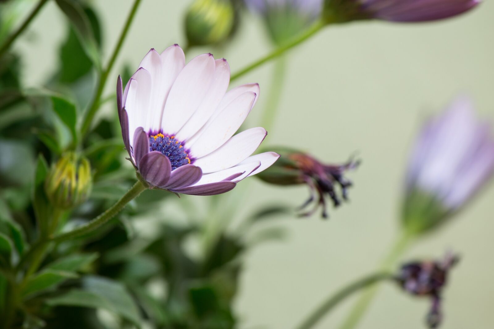 Canon EF-S 55-250mm F4-5.6 IS II sample photo. Osteospermum ecklonis, cape basket photography