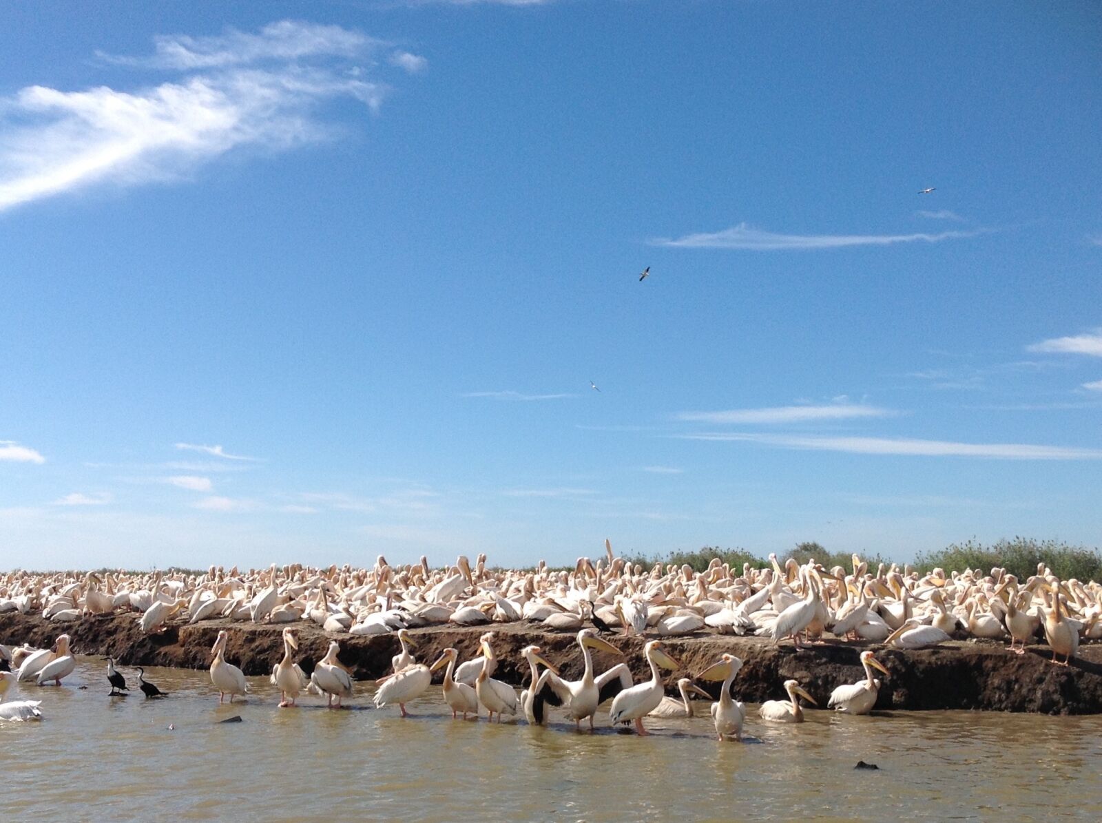 Apple iPad sample photo. Pelicans, nature, wildlife photography