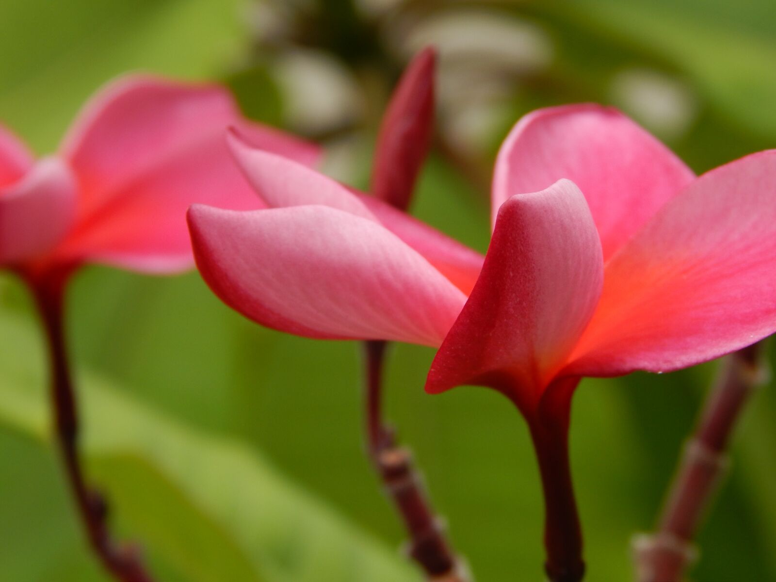 Nikon Coolpix L820 sample photo. Plumeria, tropical, blossom photography