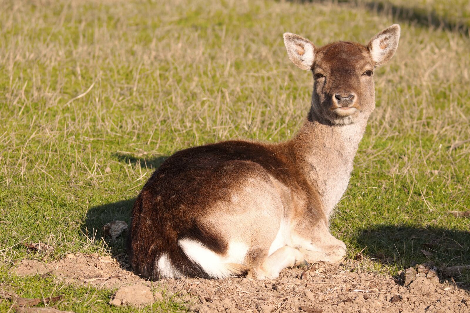 Canon EOS 200D (EOS Rebel SL2 / EOS Kiss X9) sample photo. Fallow deer, doe, lying photography