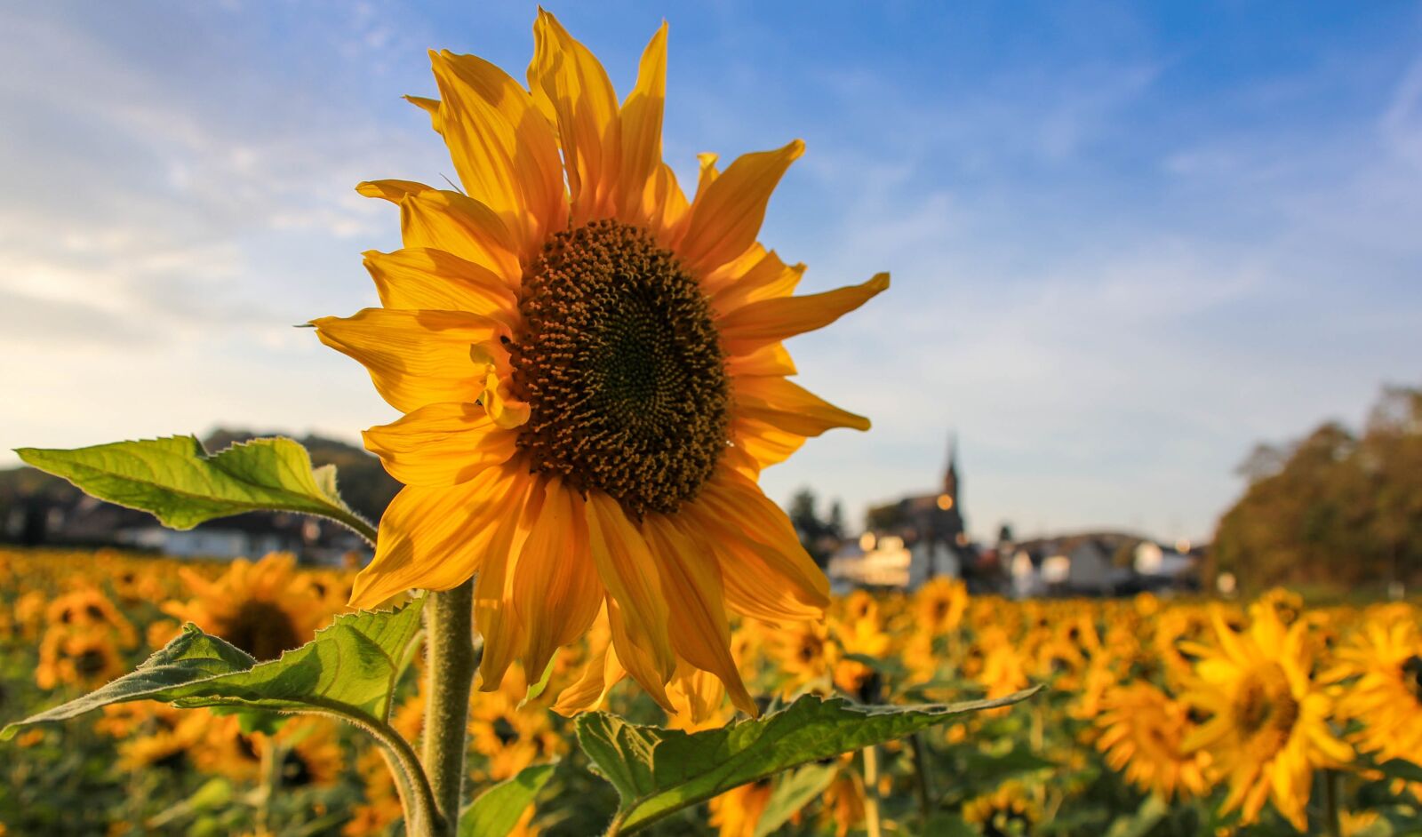 Canon EOS 60D sample photo. Nature, plant, sunflower photography