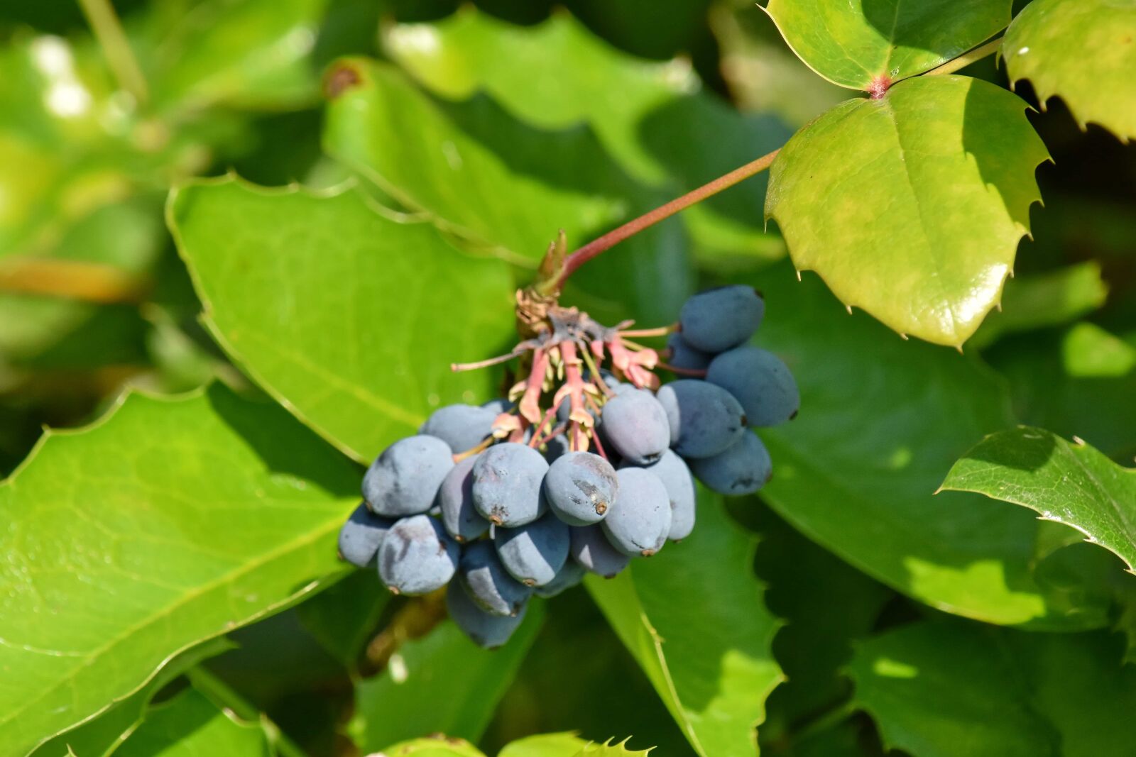 Nikon D5500 sample photo. Nature, leaf, grape, flora photography