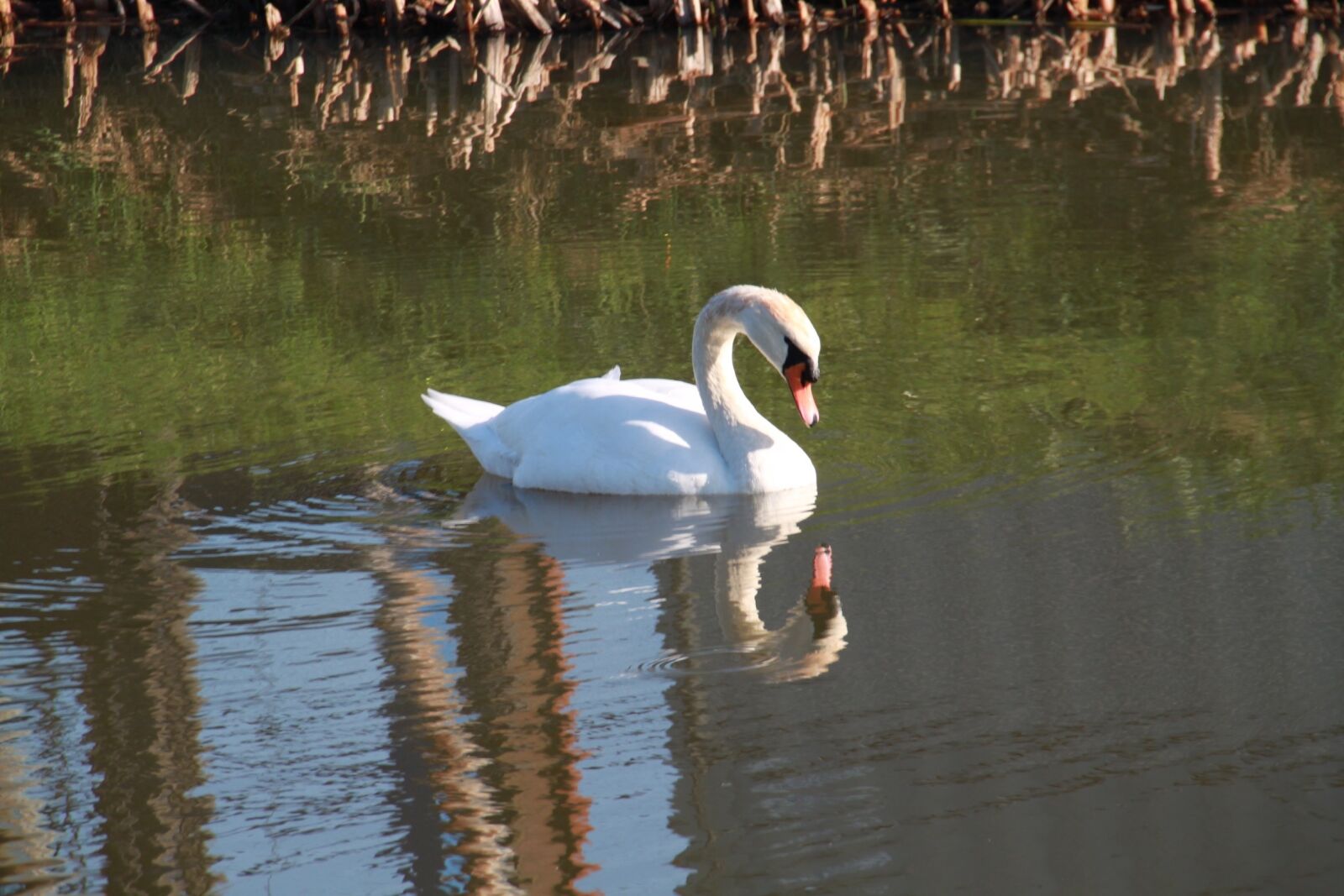 Canon EOS 500D (EOS Rebel T1i / EOS Kiss X3) sample photo. Swan, mirror image, water photography