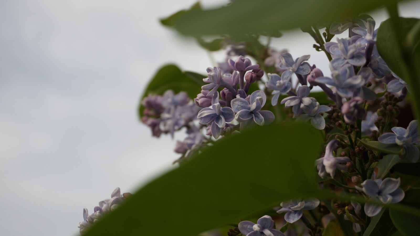 Sony Alpha NEX-5T sample photo