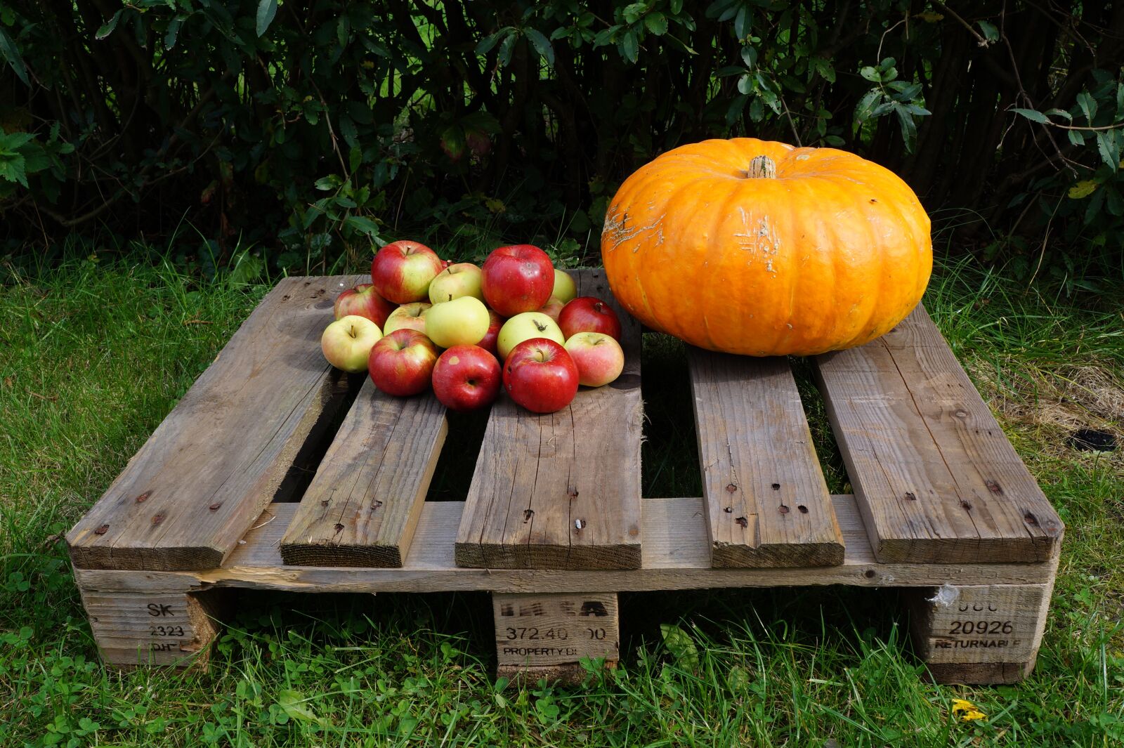 Sony Alpha a3000 sample photo. Autumn, pumpkin, apple photography