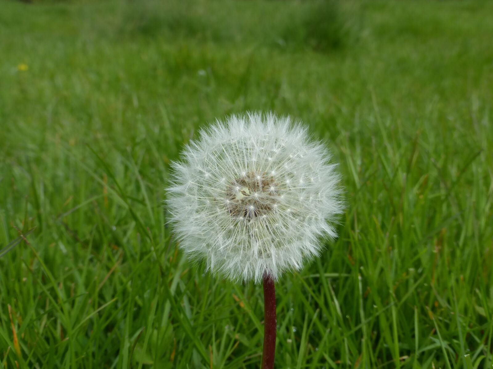 Panasonic Lumix DMC-ZS25 (Lumix DMC-TZ35) sample photo. Dandelion, single, meadow photography