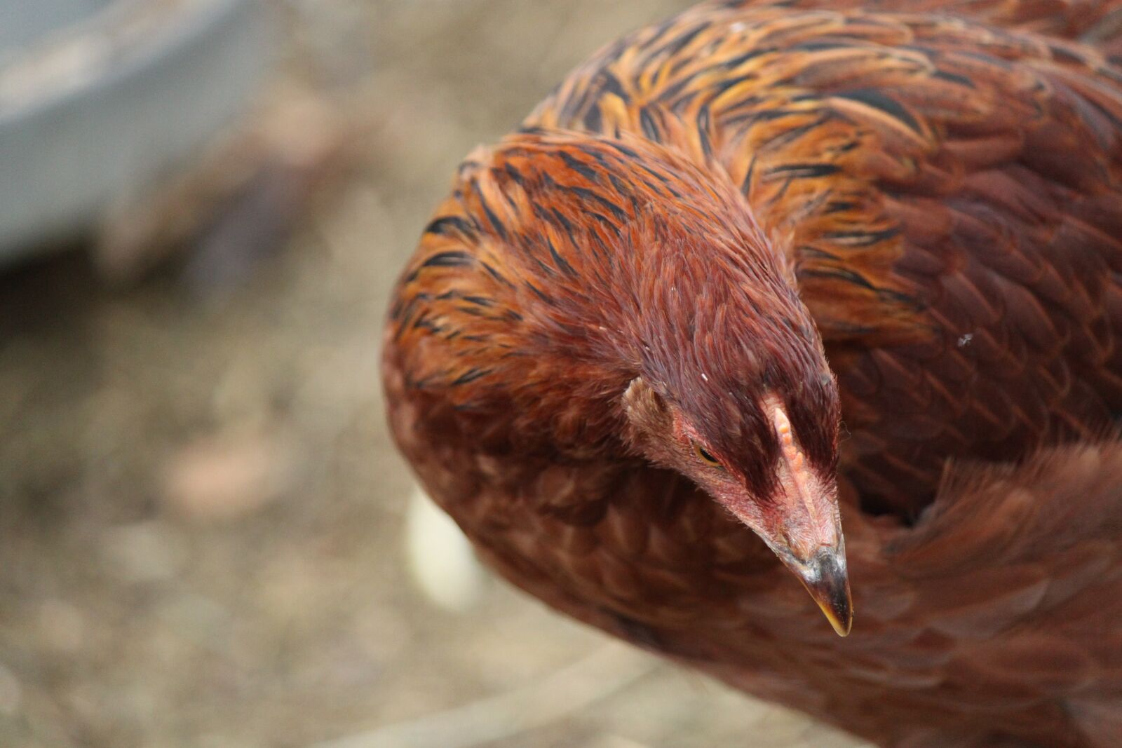 Canon EOS 500D (EOS Rebel T1i / EOS Kiss X3) sample photo. Chicken, hen, farm photography