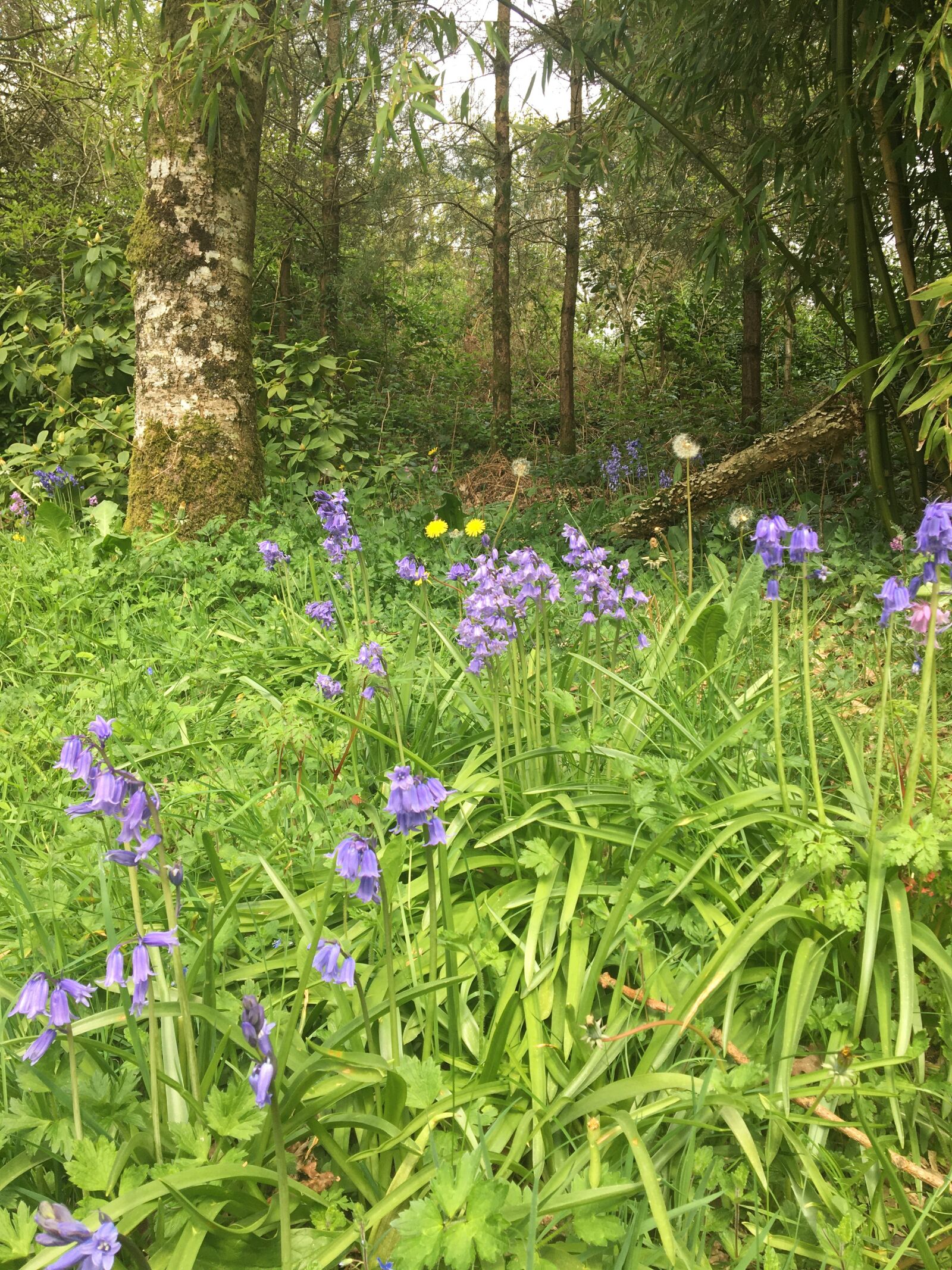 Apple iPhone 6s sample photo. Irish flowers, bluebell, bluebell photography