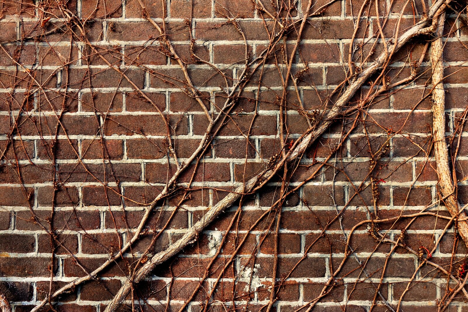 Sony Cyber-shot DSC-RX100 sample photo. Wall, brick wall, vine photography