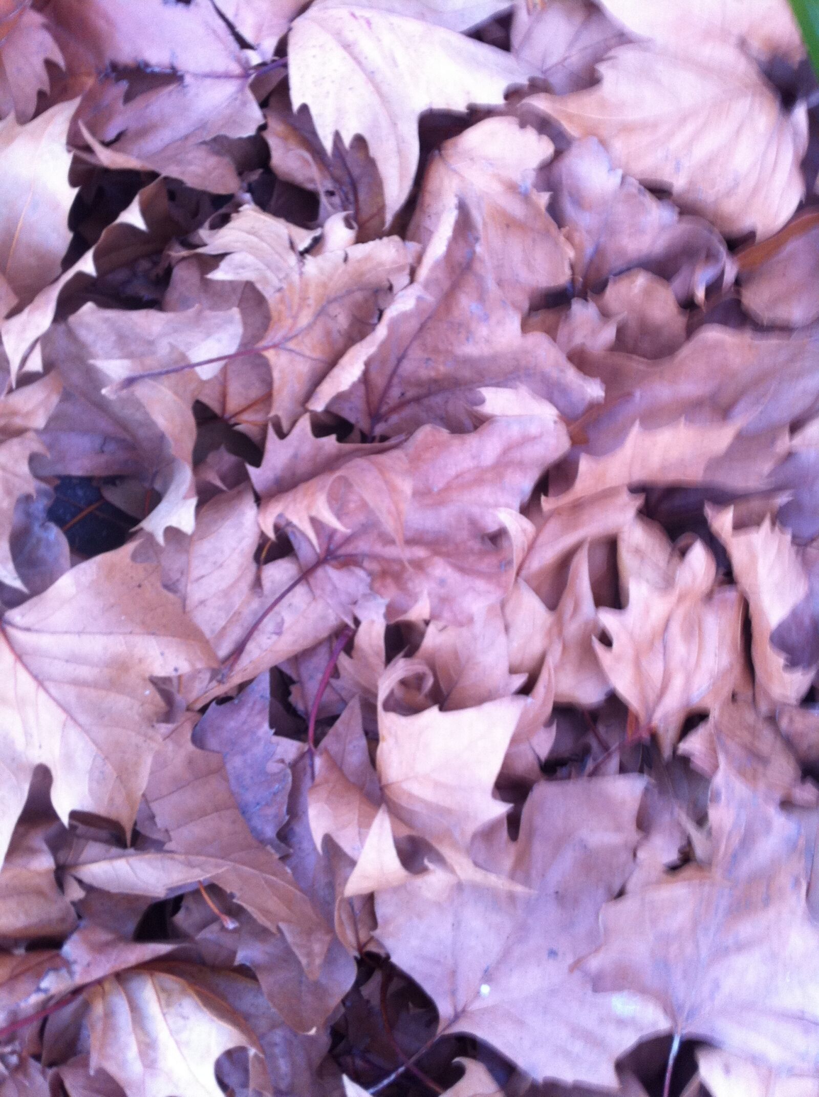 Apple iPhone 4 sample photo