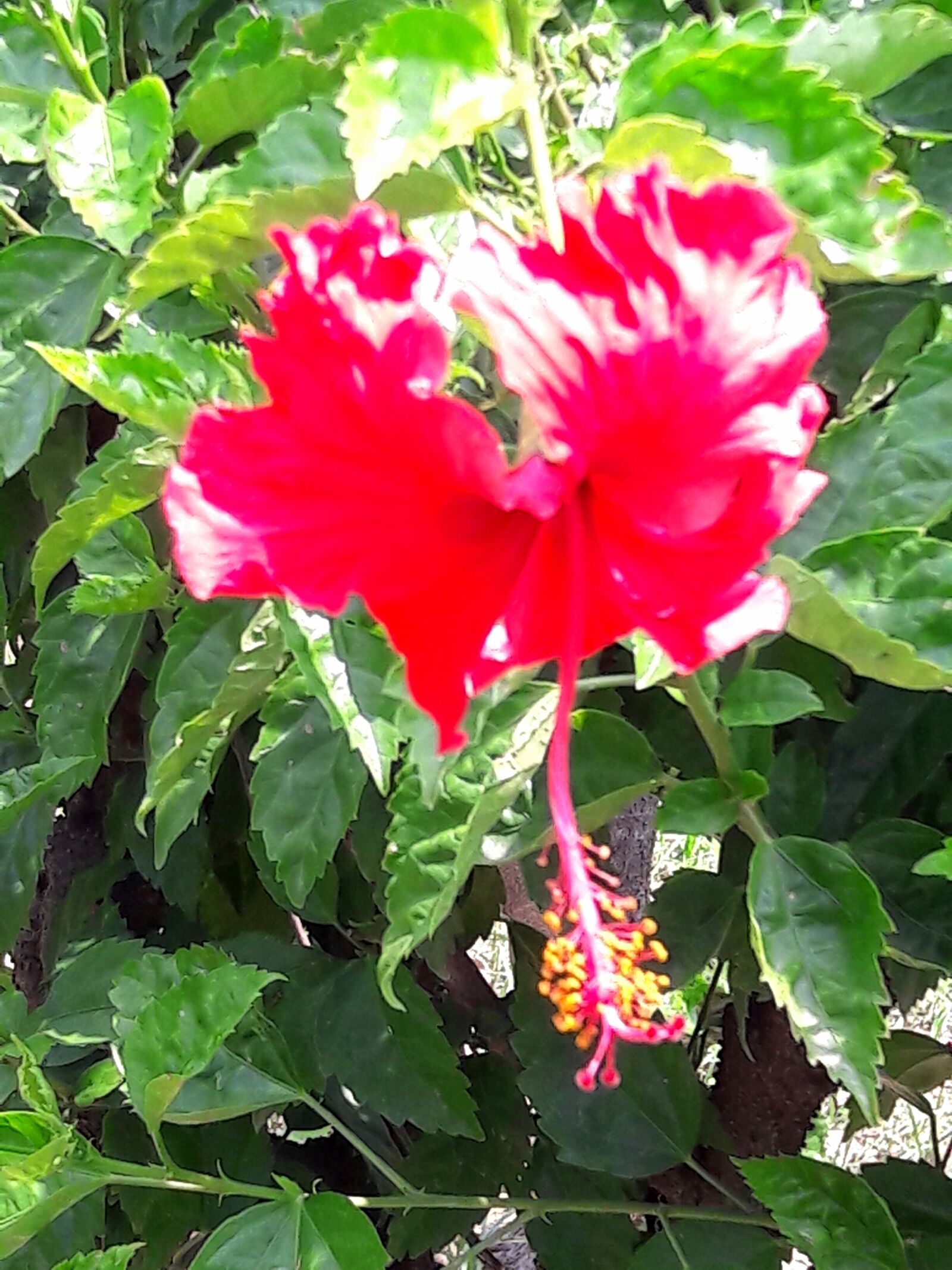 Samsung Galaxy J7 sample photo. Flower, plant, tree photography