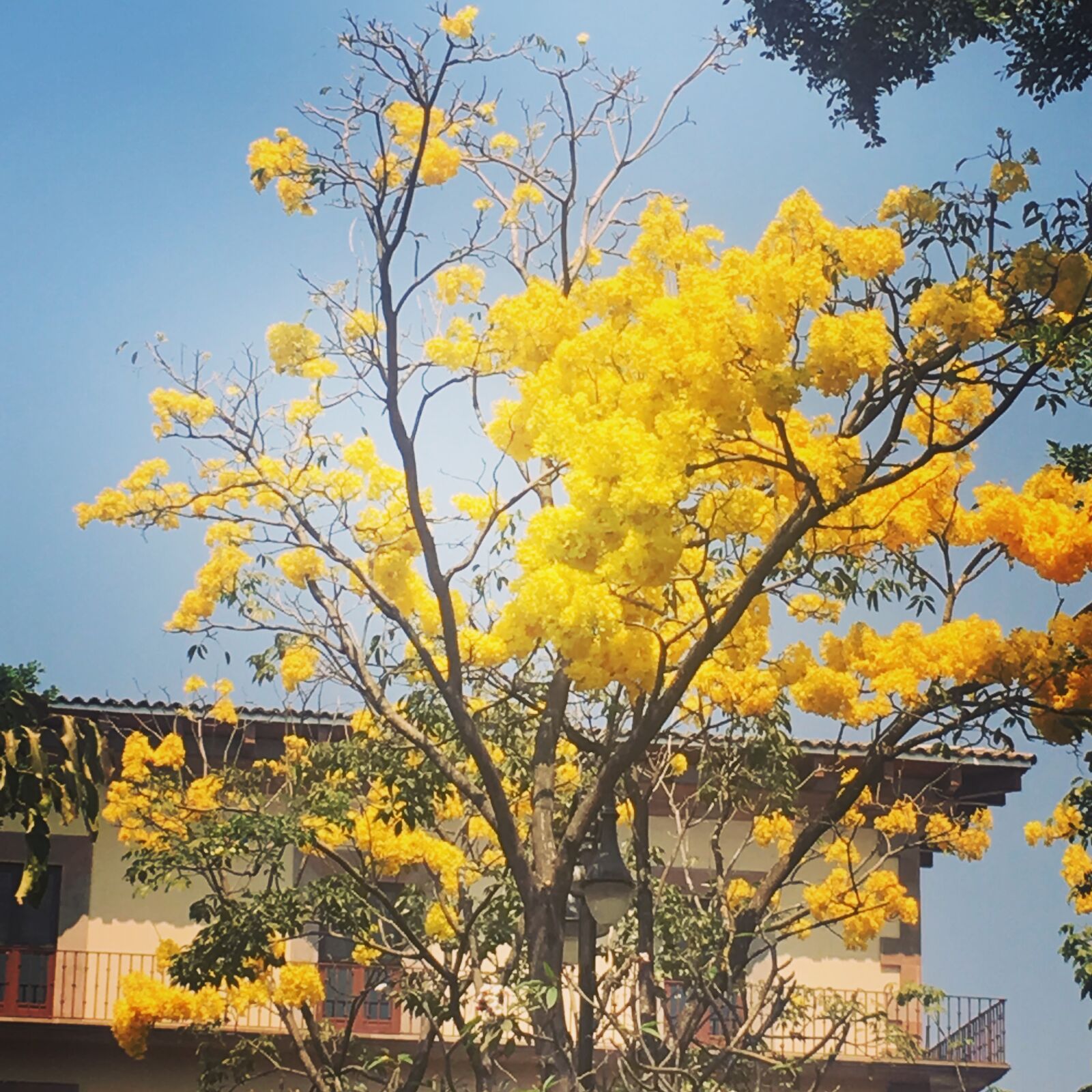 iPhone 6s Plus back camera 4.15mm f/2.2 sample photo. Rain of gold, tree photography
