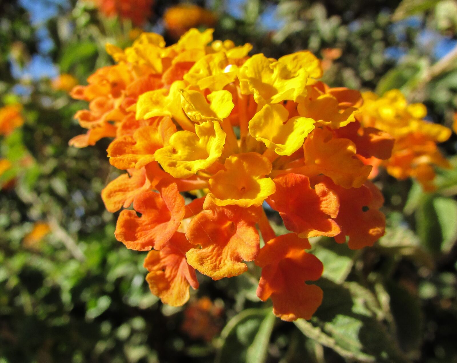 Canon PowerShot SX400 IS sample photo. Lantana camara, flowers, garden photography