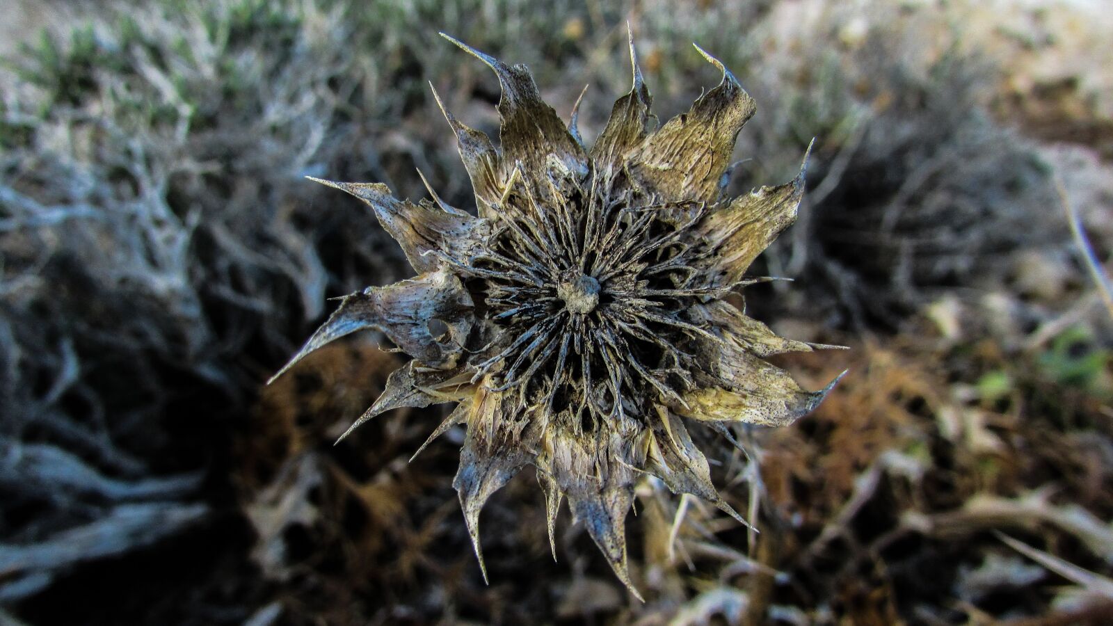 Canon PowerShot SX400 IS sample photo. Drought, plant, dry photography