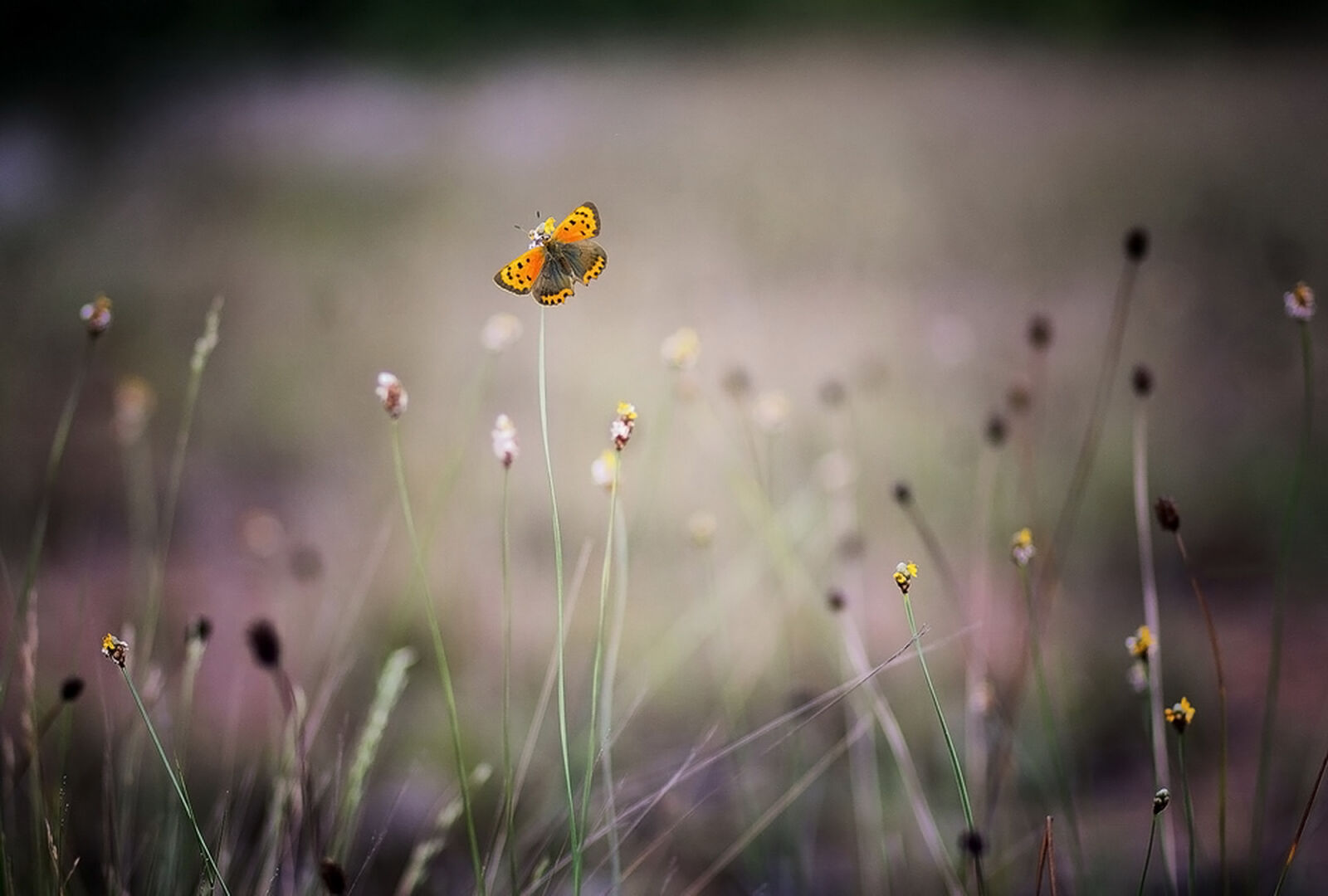 Canon EOS 60D + Canon EF 85mm F1.8 USM sample photo. Yellow, and, orange, butterfly photography