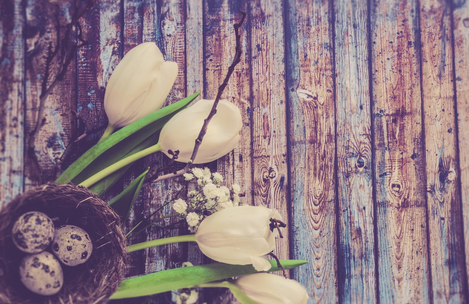 Sony SLT-A58 sample photo. Tulip, flower, nature photography