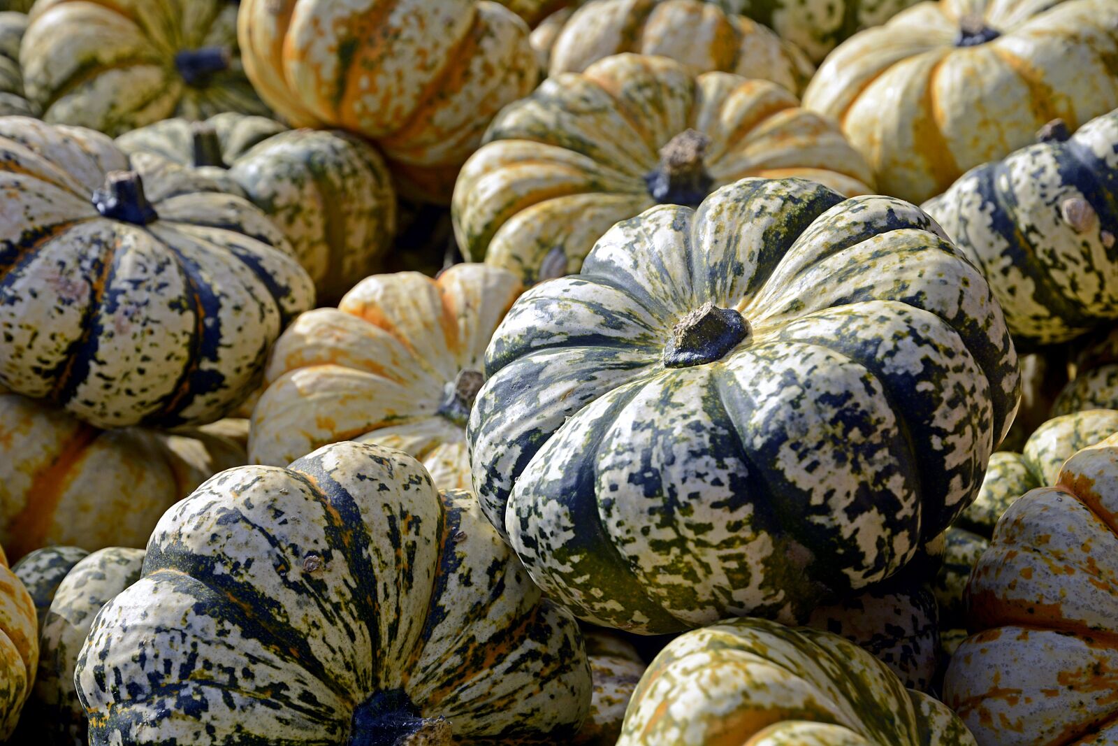 Nikon D7100 sample photo. Pumpkin, gourd, vegetables photography