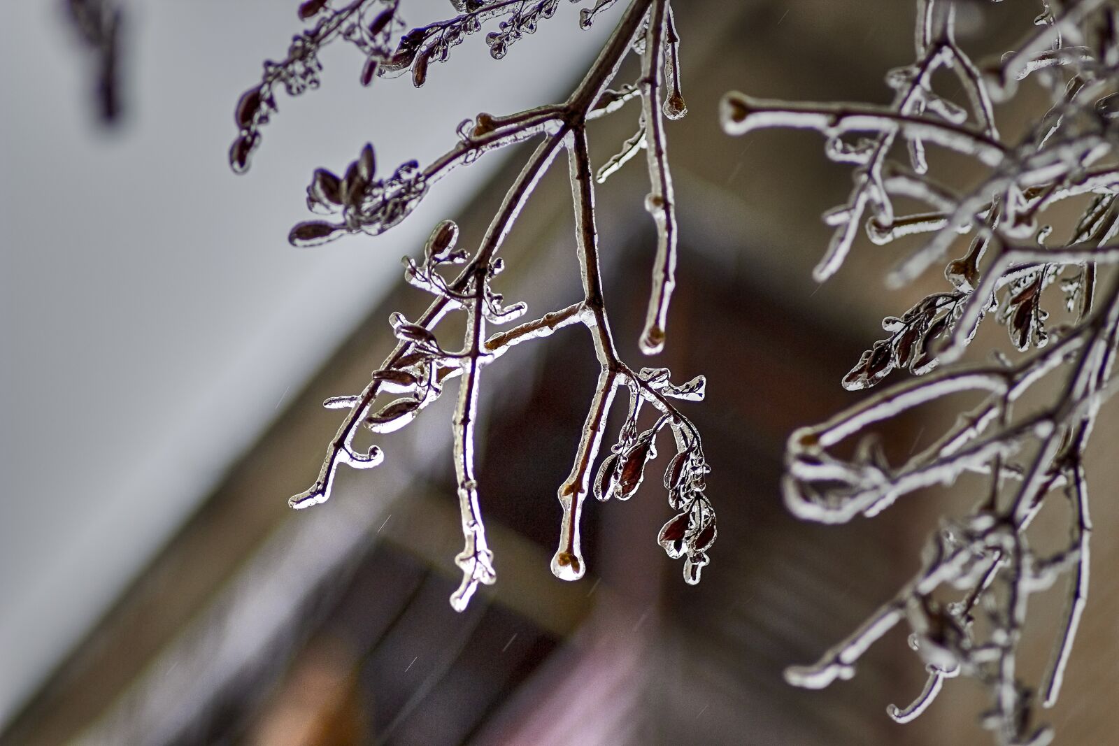 Canon EOS 600D (Rebel EOS T3i / EOS Kiss X5) sample photo. Branch, ice, spring photography
