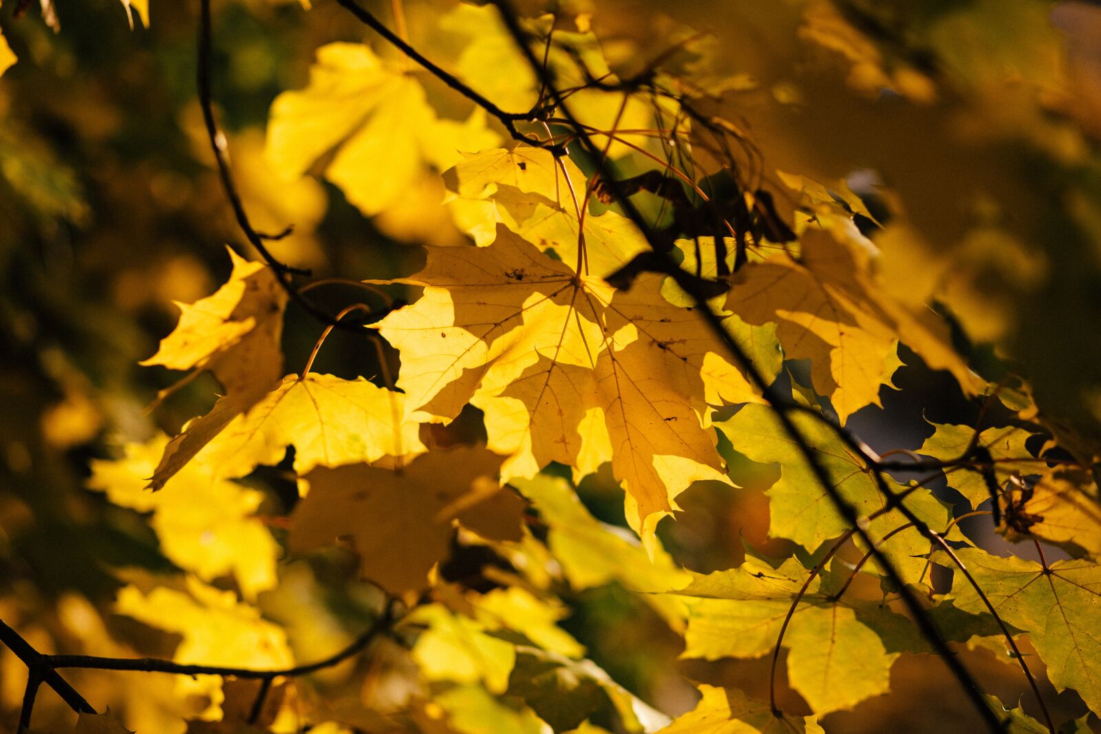 Canon EF 85mm F1.8 USM sample photo. Nature, abstract, autumn photography