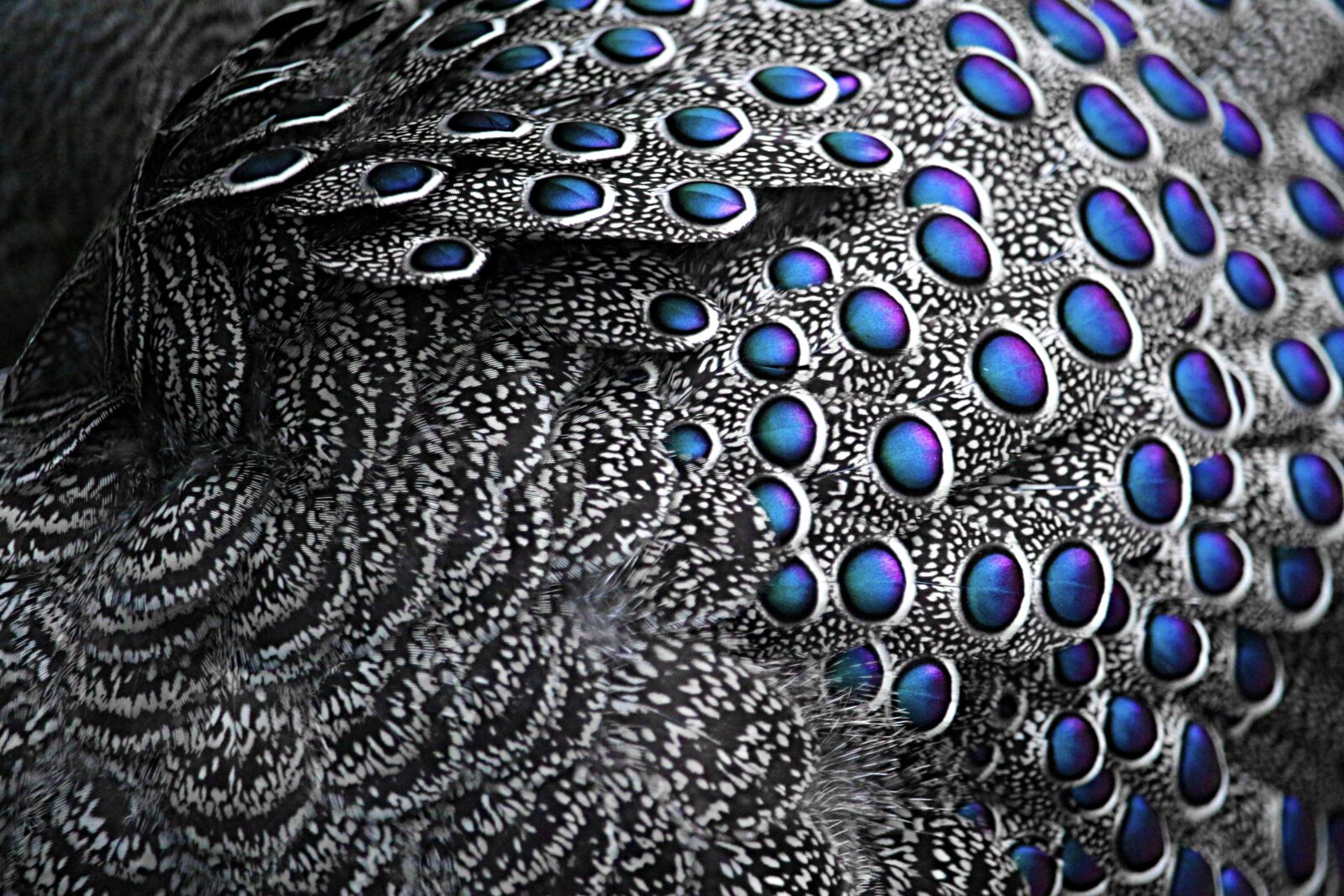 Canon EF-S 55-250mm F4-5.6 IS STM sample photo. Feather, bird, bird feather photography