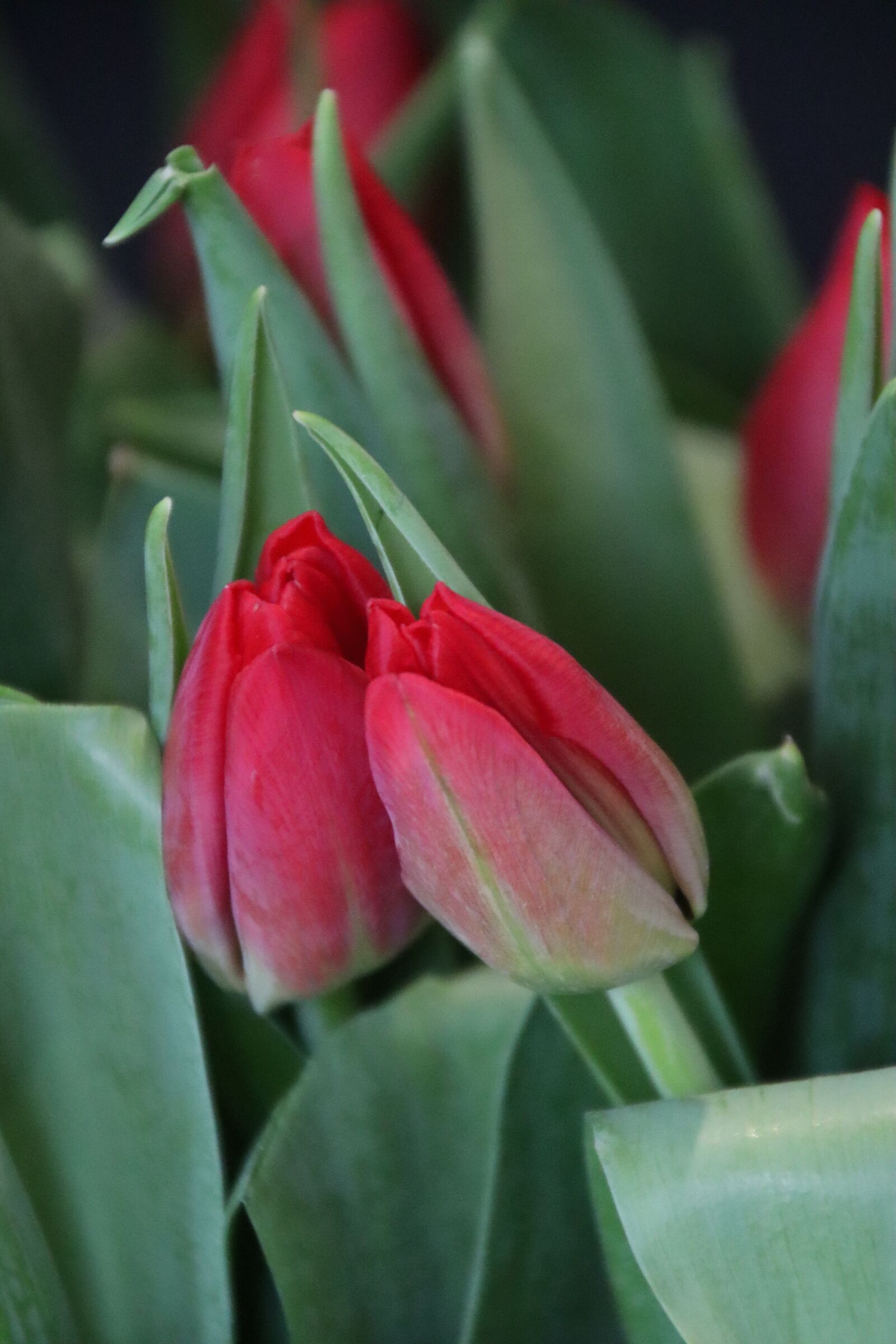 Canon EOS M50 (EOS Kiss M) sample photo. Spring, tulips, flowers photography