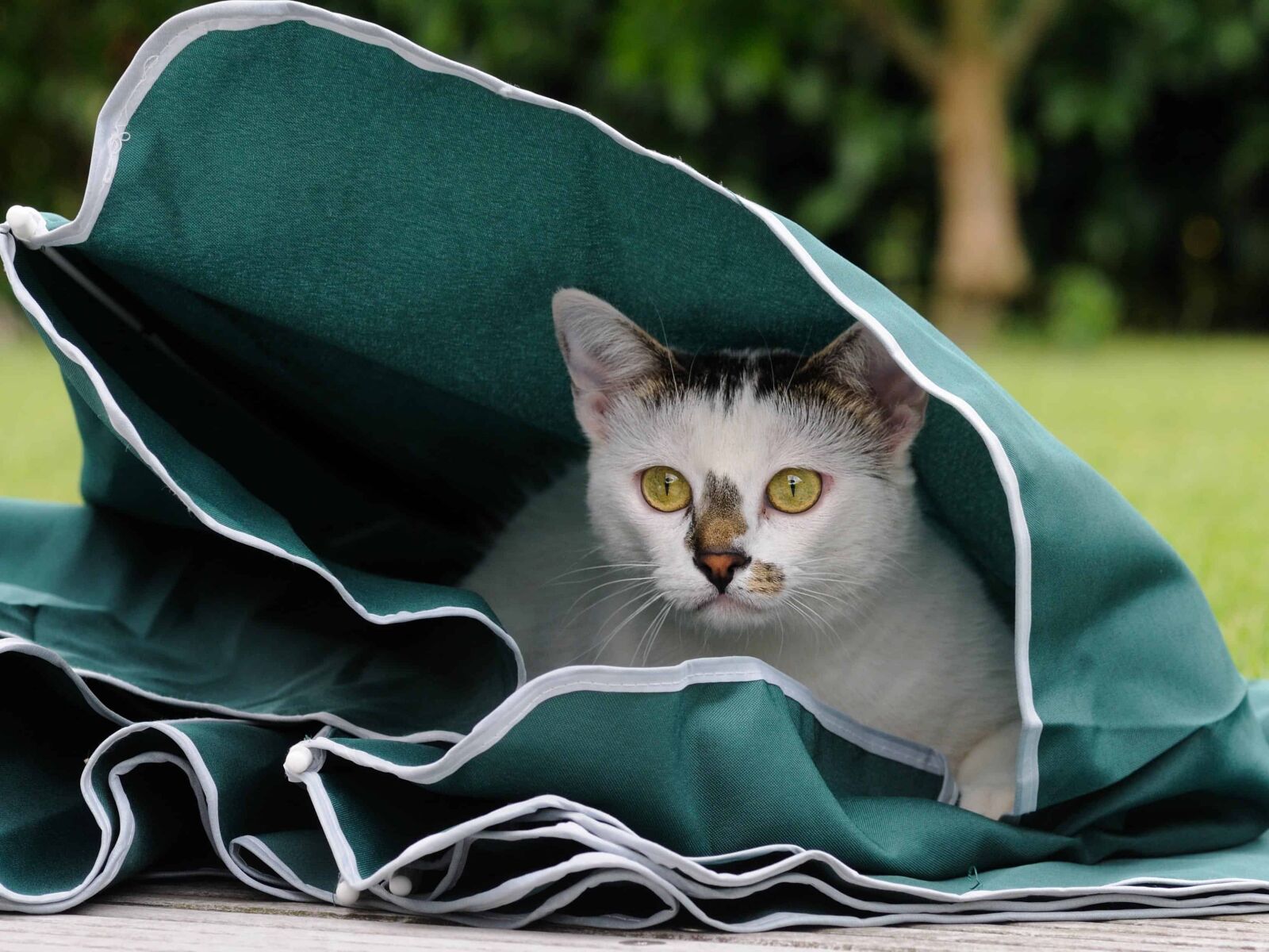 Nikon D300 sample photo. Cat, green, grass, animal photography