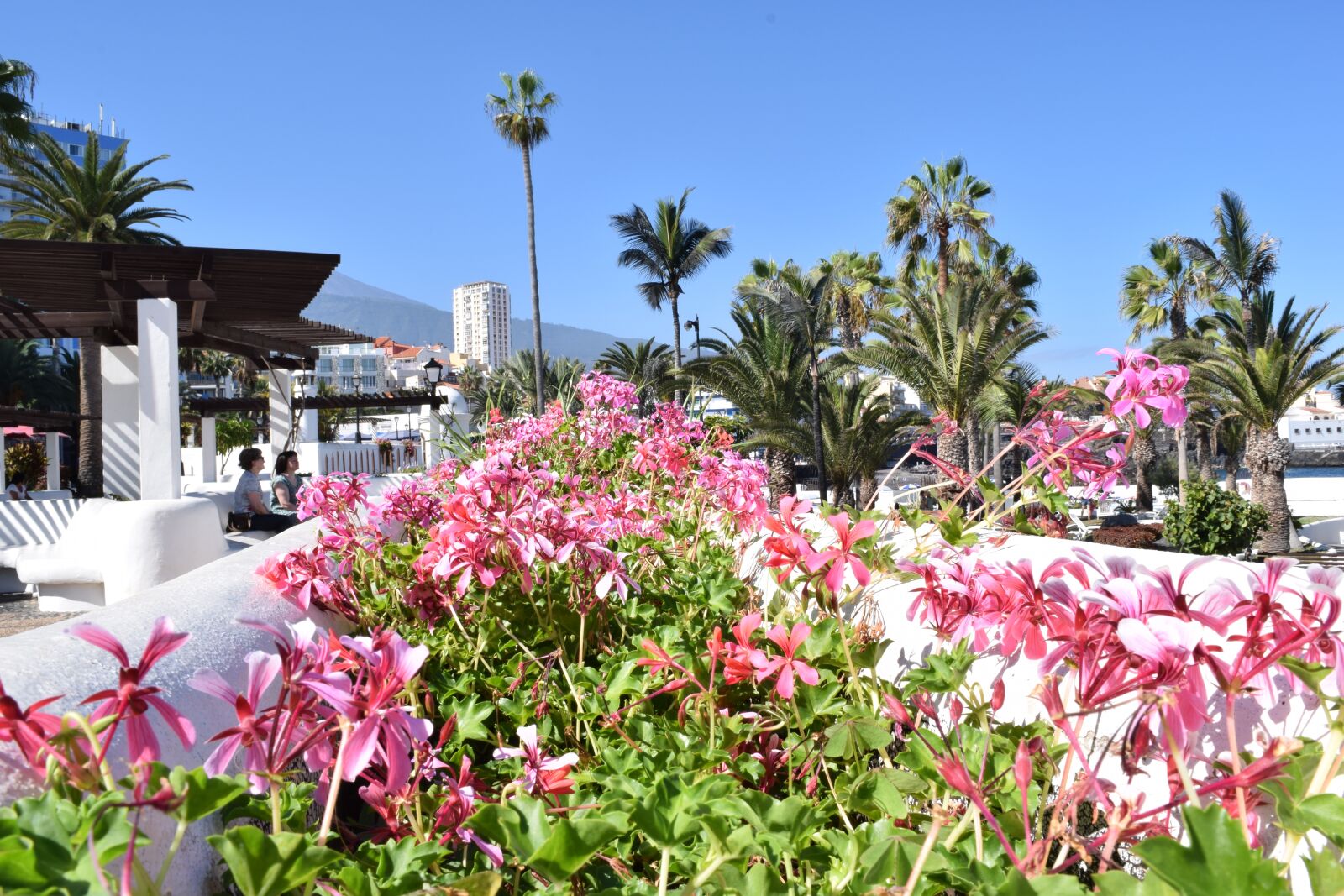 Nikon D3300 sample photo. Flowers, walk, tenerife photography