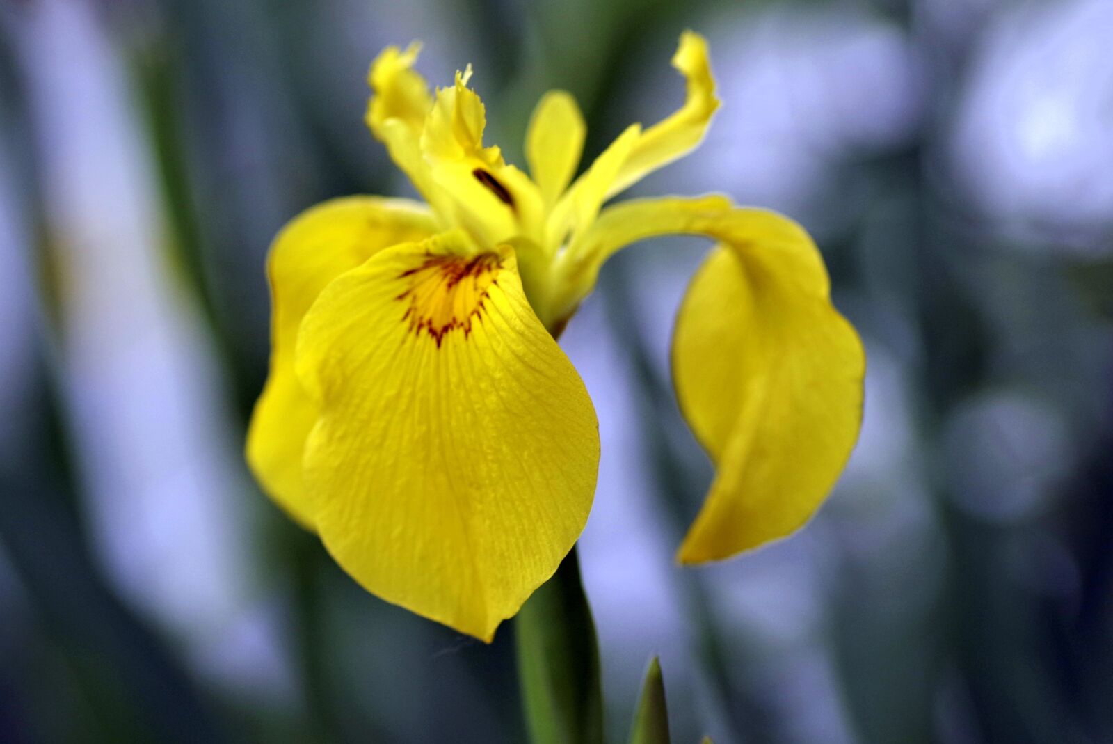 Pentax K-S2 sample photo. Iris, yellow, flower photography