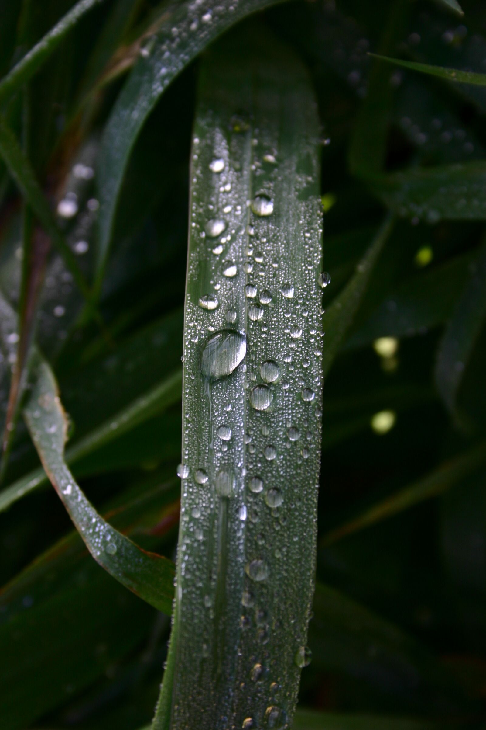 Canon EOS 300D (EOS Digital Rebel / EOS Kiss Digital) sample photo. A drop of, water photography