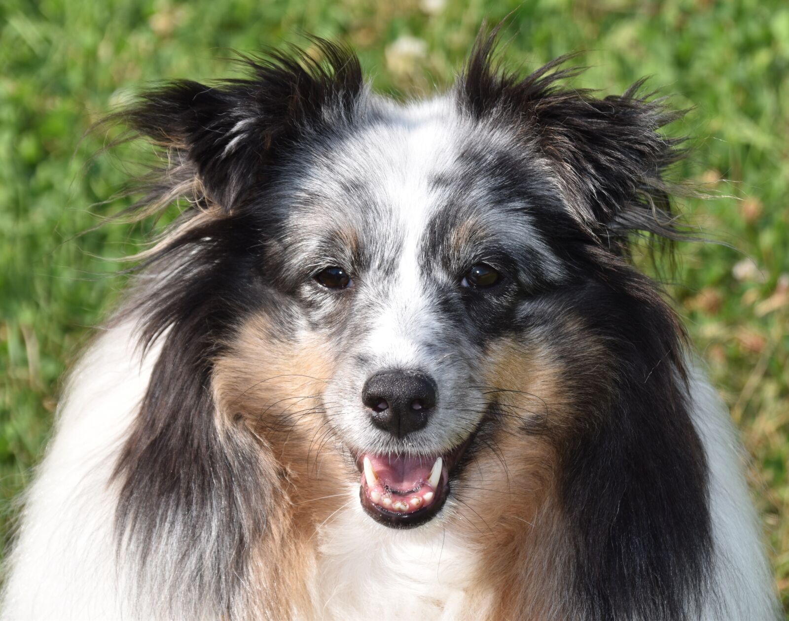Nikon D5600 sample photo. Dog, bitch, shetland sheepdog photography