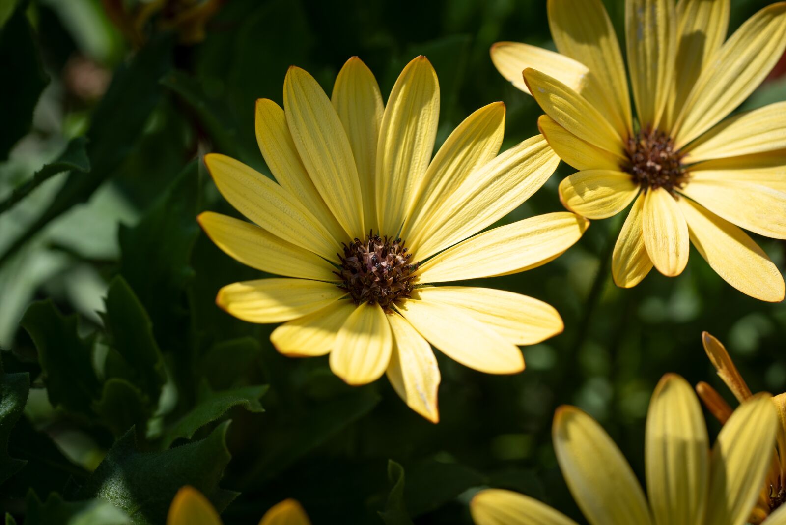 Nikon D750 sample photo. Flower, plant, flowers photography