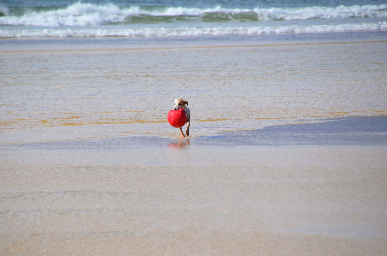 Nikon D5100 sample photo. Beach, dog photography