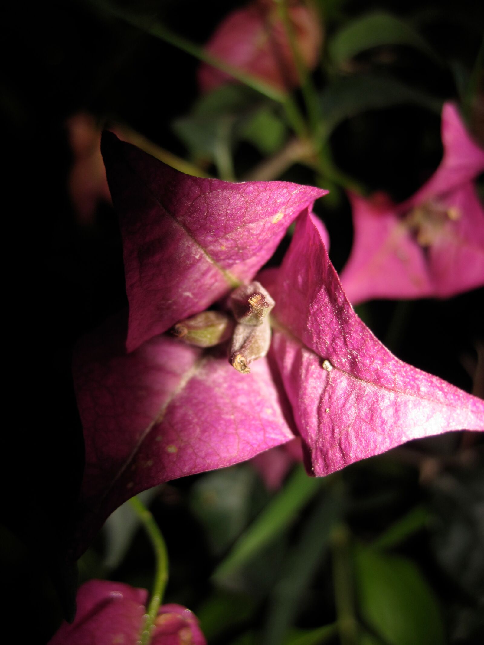Canon PowerShot D10 sample photo. Flower, pink photography