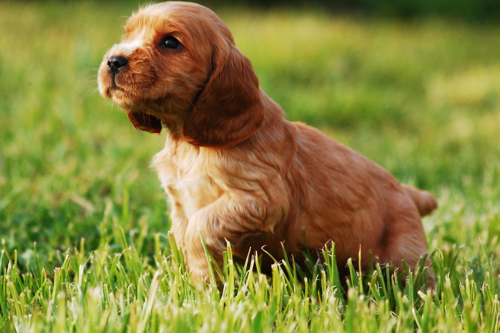 Nikon D40 sample photo. Puppy, dog, doggy photography