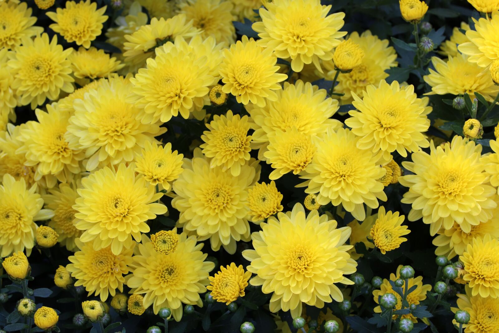 Canon EOS 800D (EOS Rebel T7i / EOS Kiss X9i) sample photo. Chrysanthemum, autumn, flowers photography