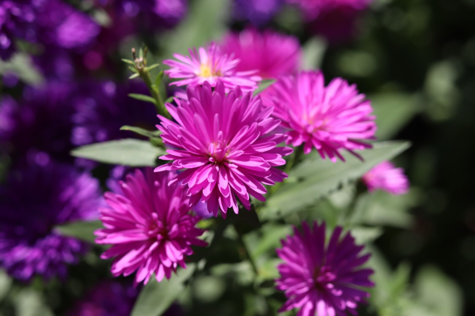 Canon EF 50mm F1.8 STM sample photo. Chrysanthemum, flowers photography